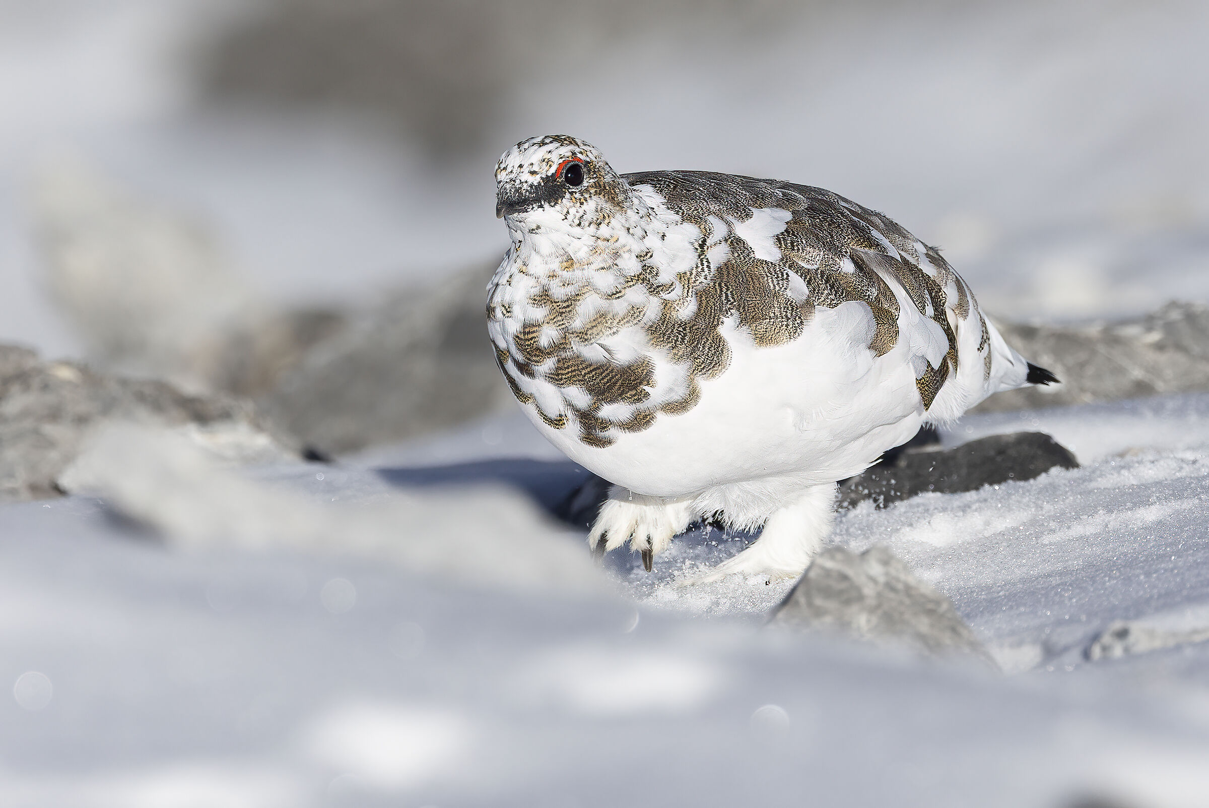 ptarmigan, October 2025