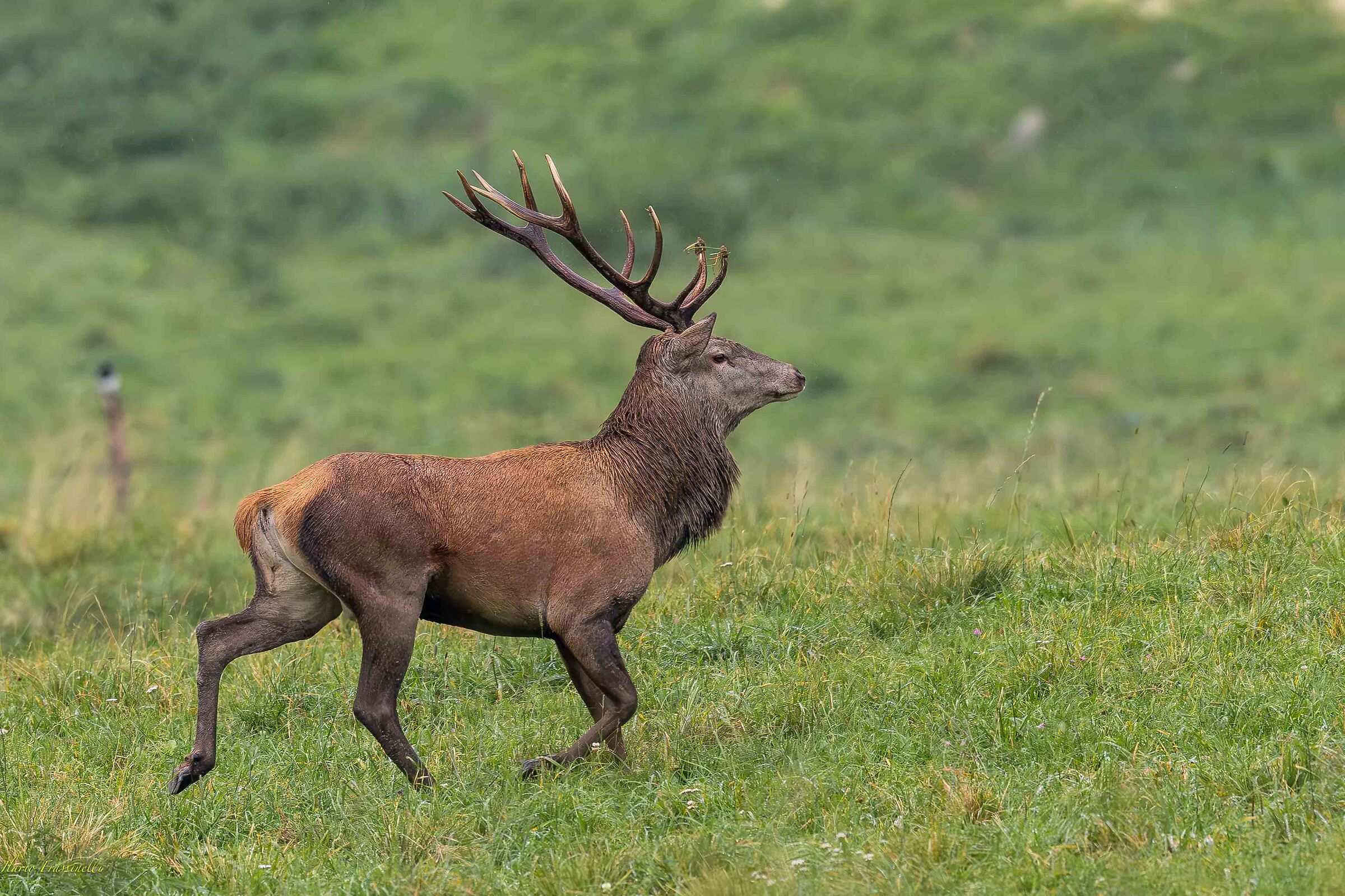 Galloping