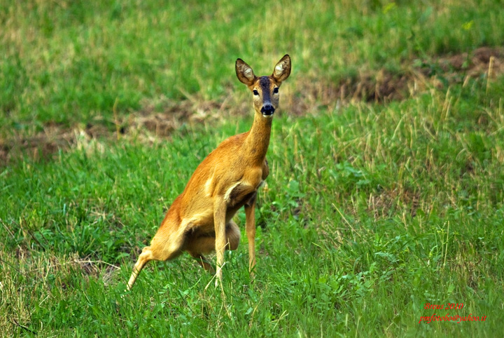 Roe deer