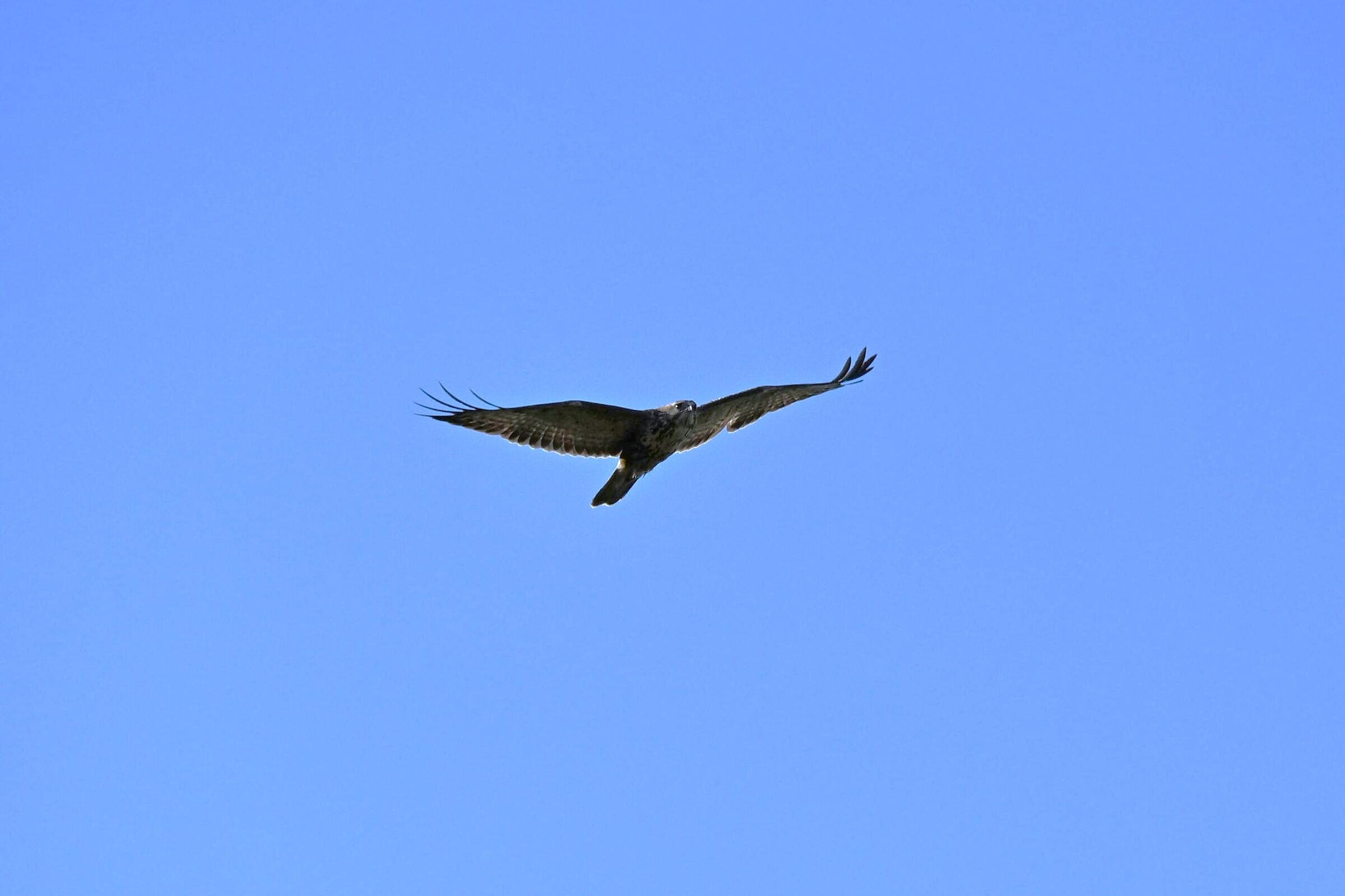 Poiana - mi alleno con z50ii 50-250