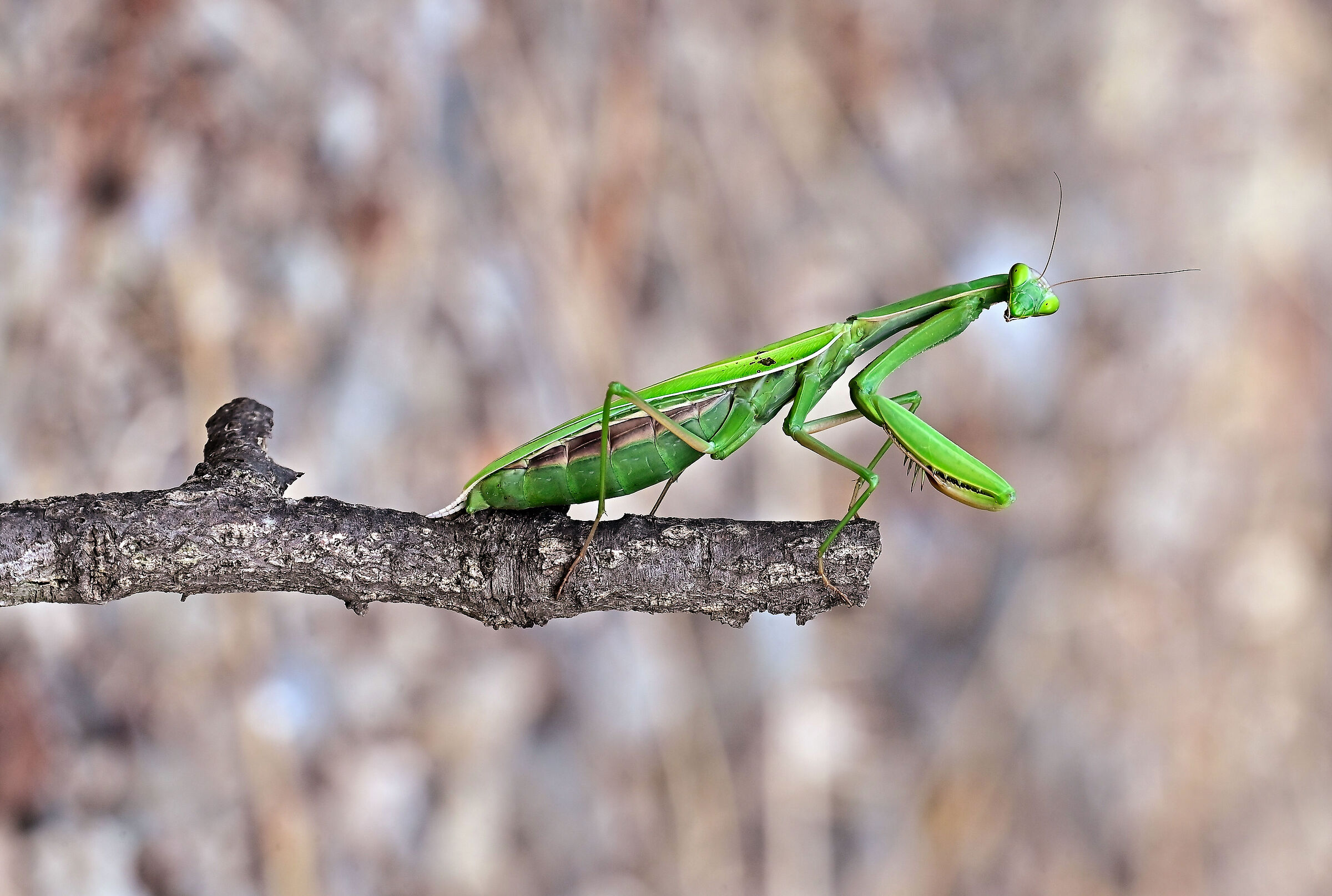 A very curious mantis