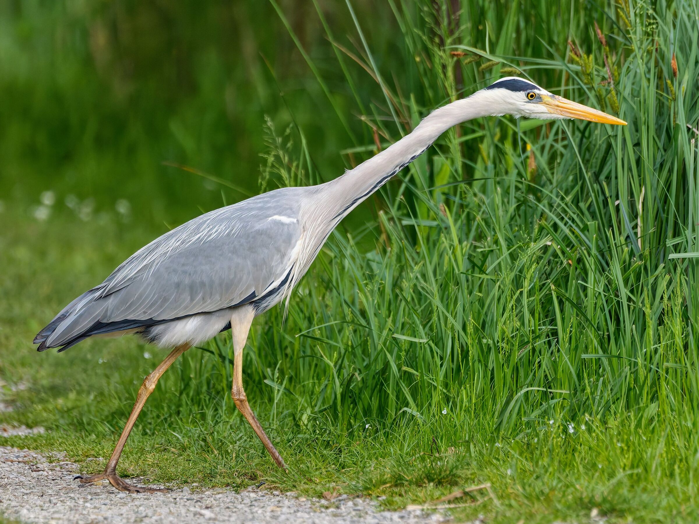 Grey heron