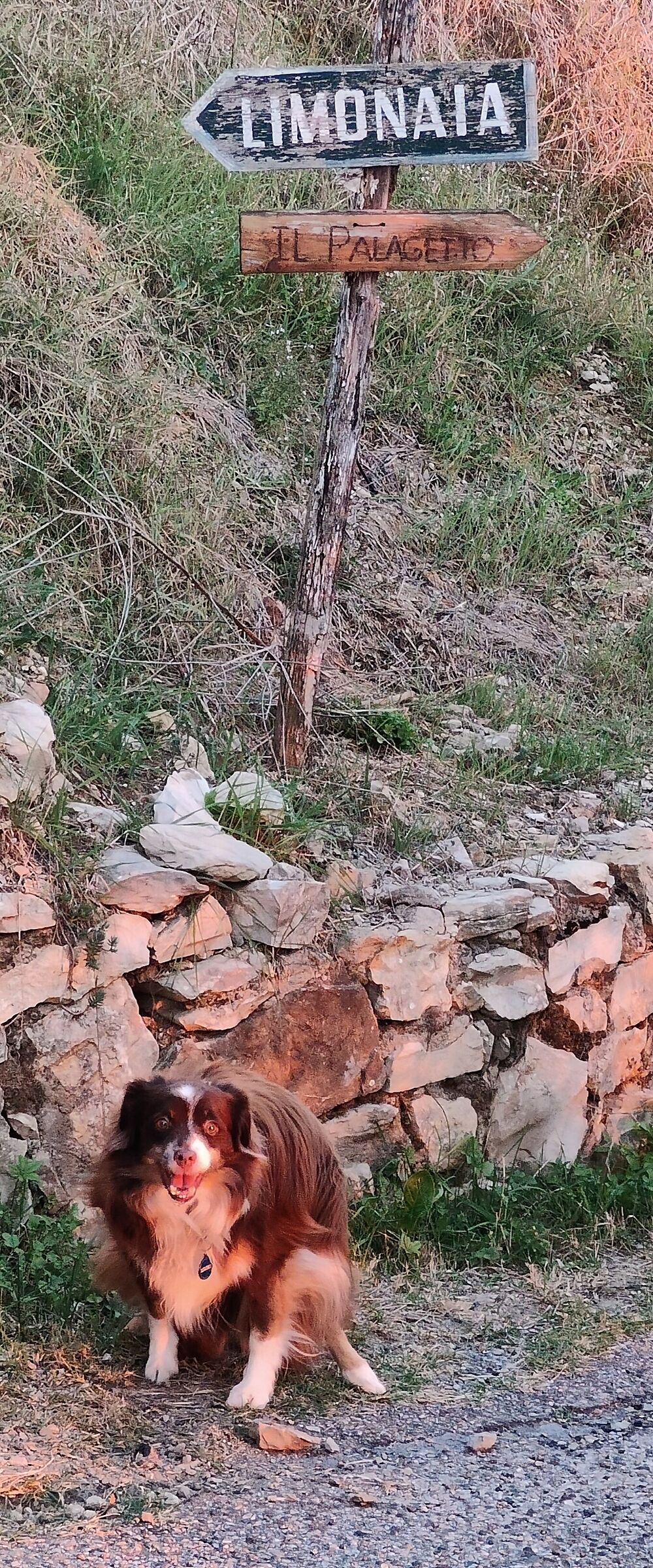 Limonaia? Ce ne sarebbe bisogno!