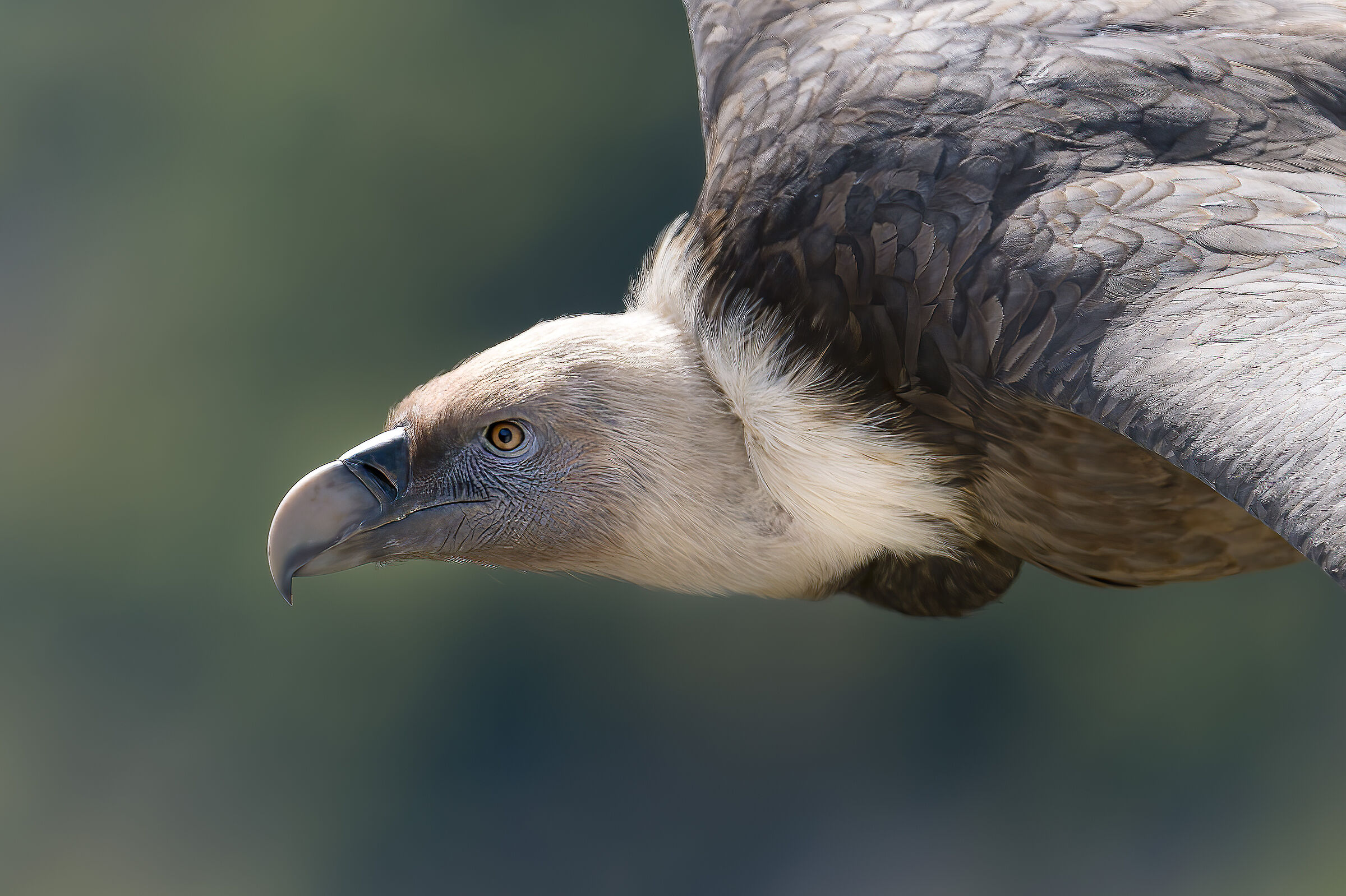 Griffin-Parc naturel régional des Baronnies Proven&cc...