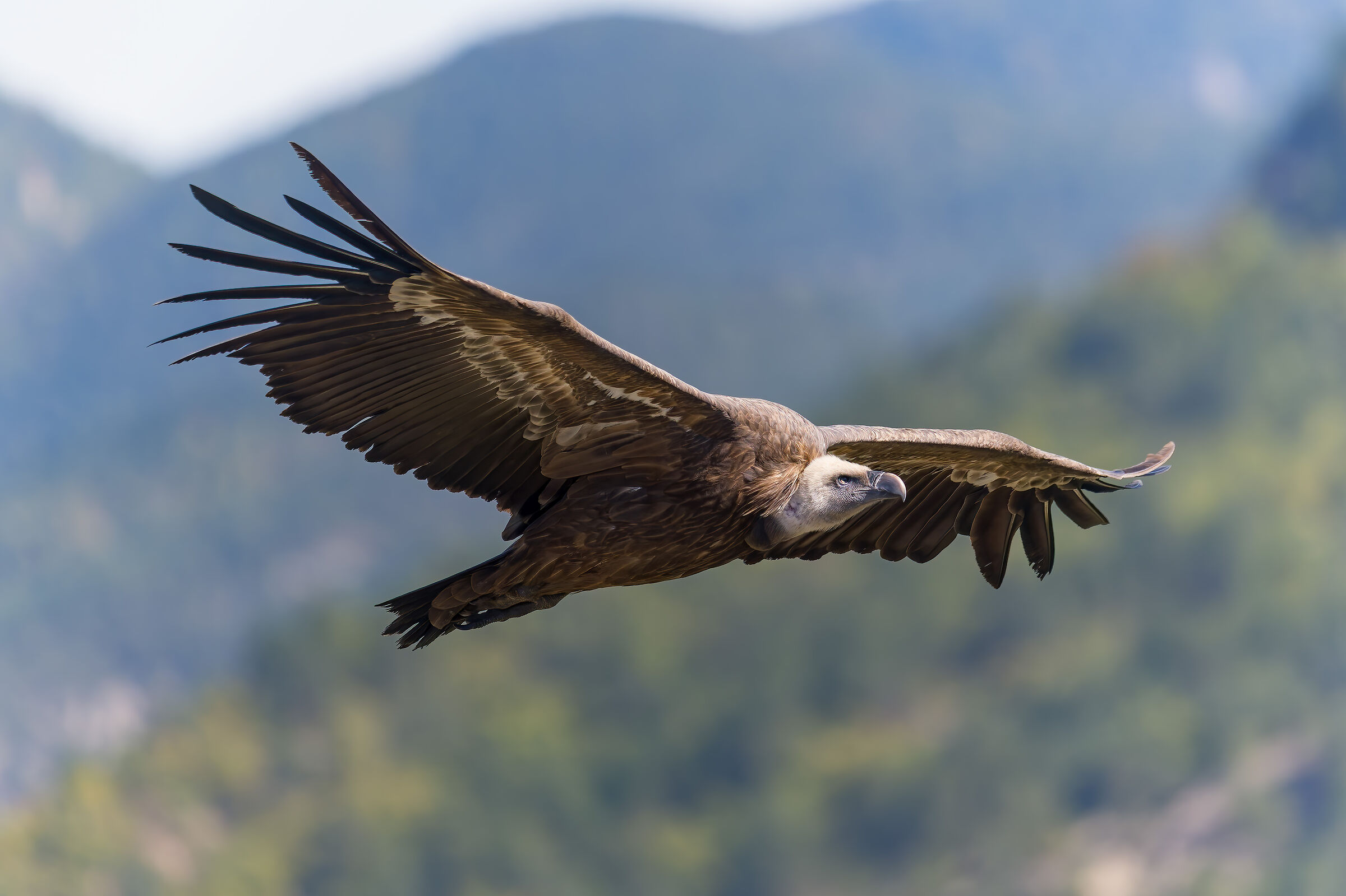 Griffin-Parc naturel régional des Baronnies Proven&cc...