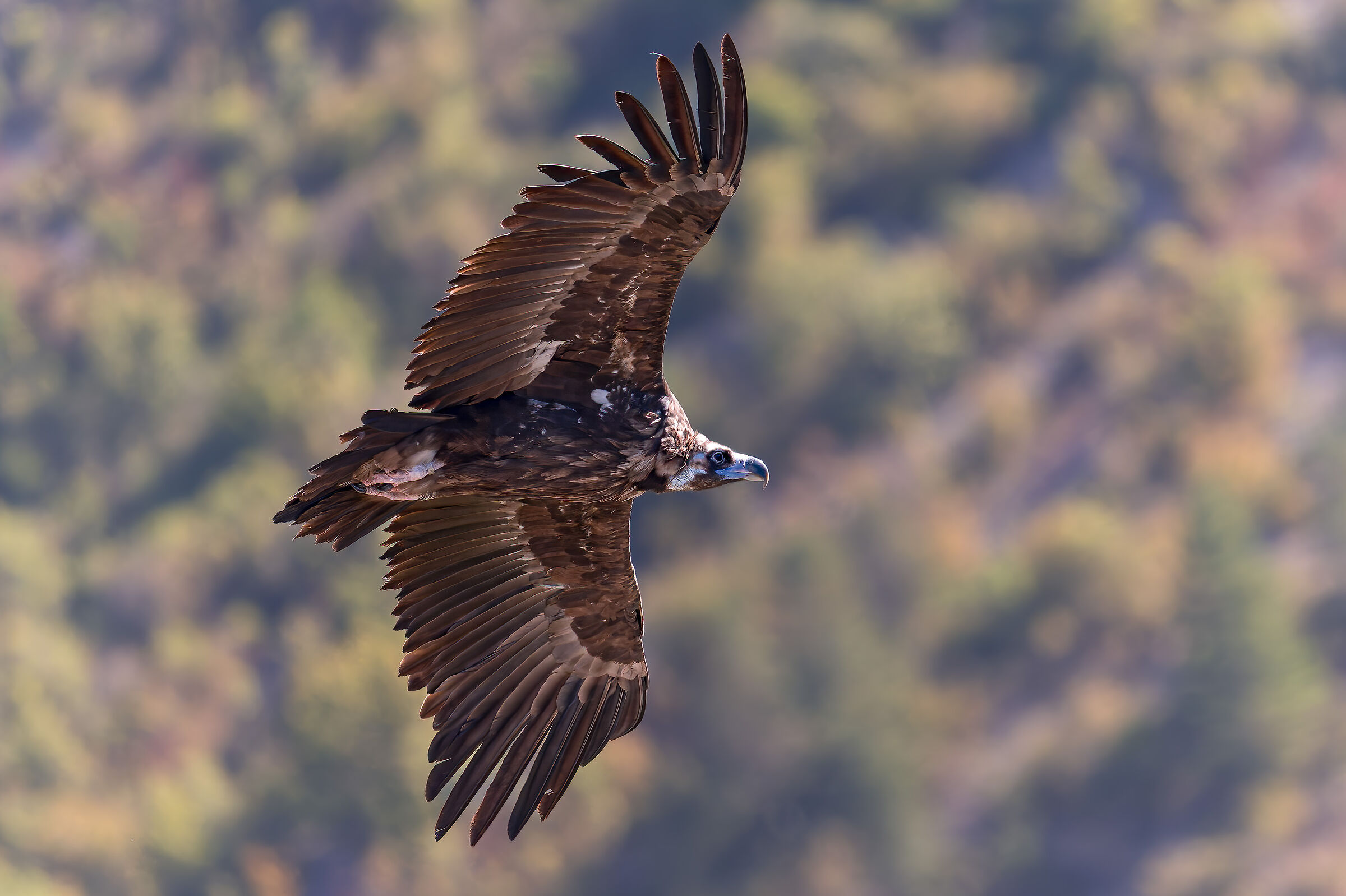 Vulture Monaco-Parc naturel des Baronnies Provençales