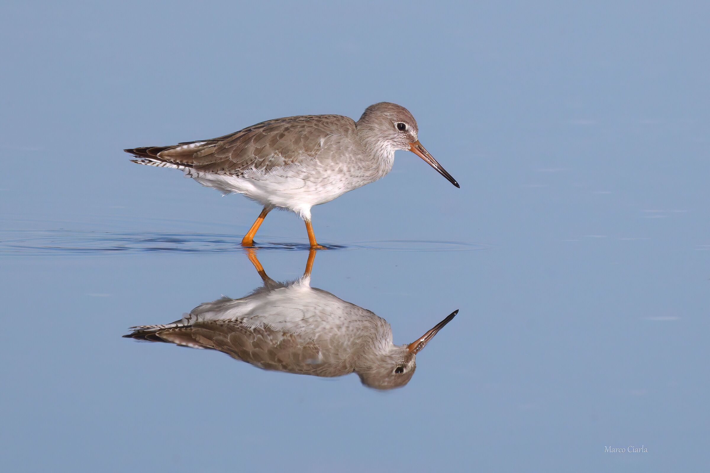 Pettegola (Tringa totanus)