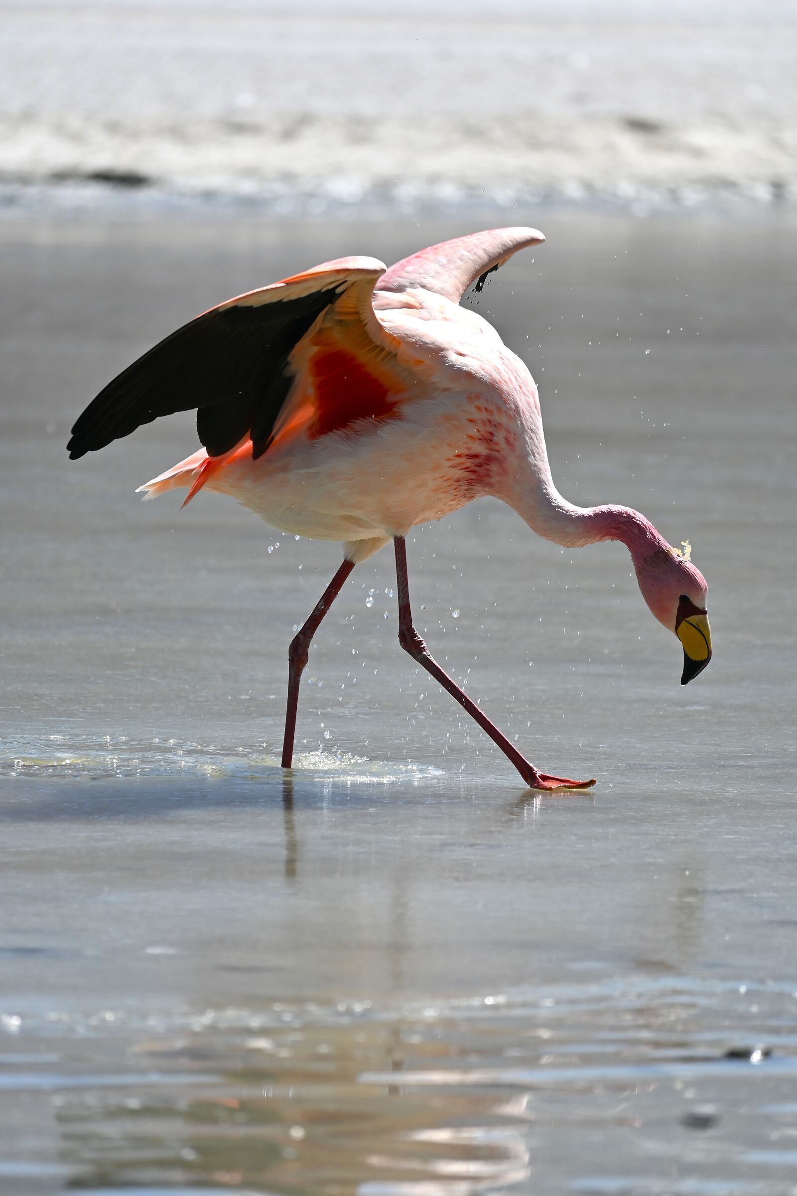 Flamingo