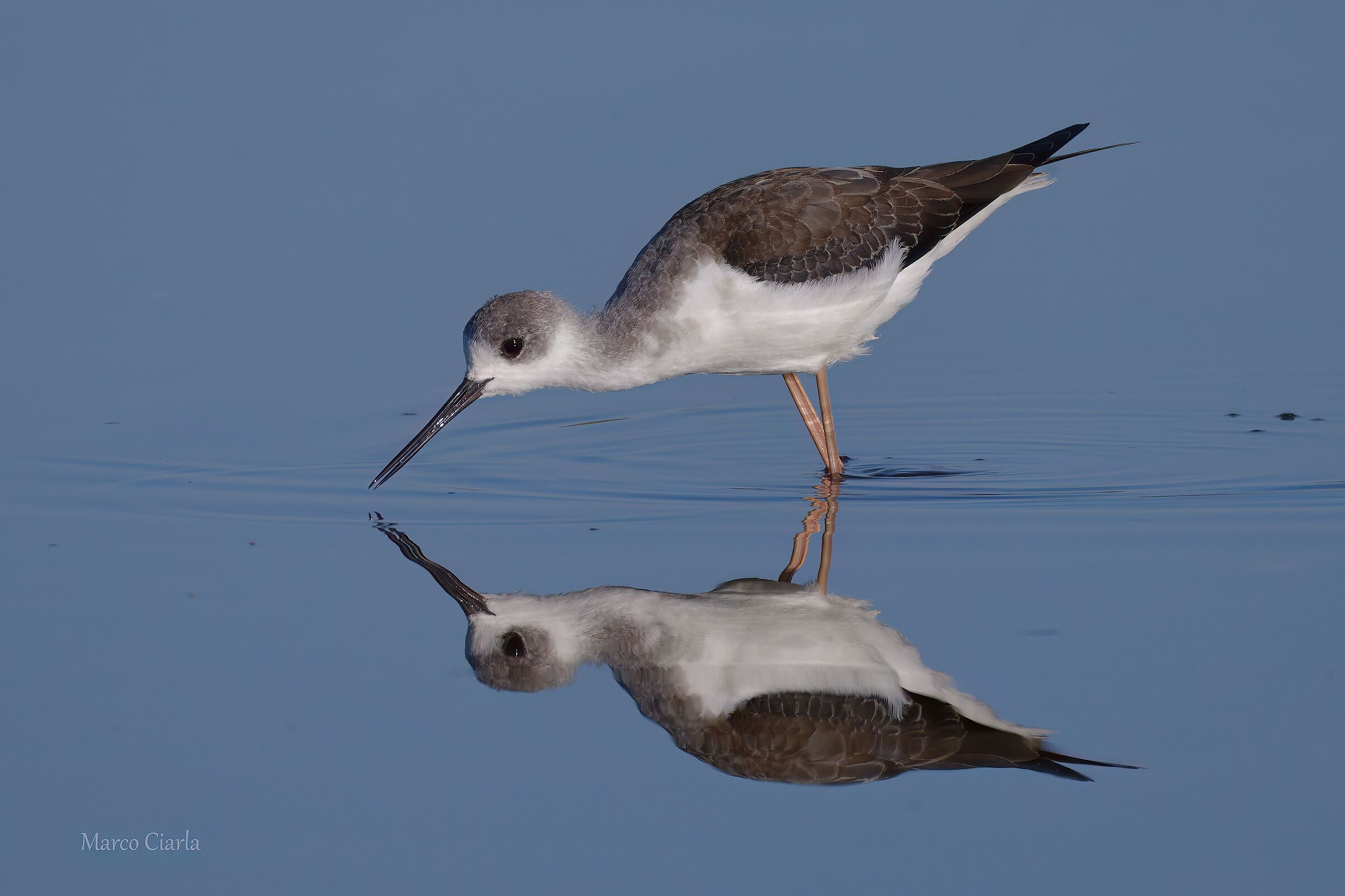 Black-winged Stilt (Himantopus himantopus)