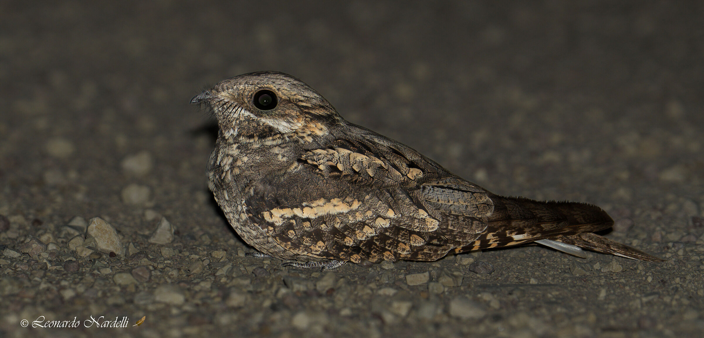 Nightjar (Caprimulgus europaeus)