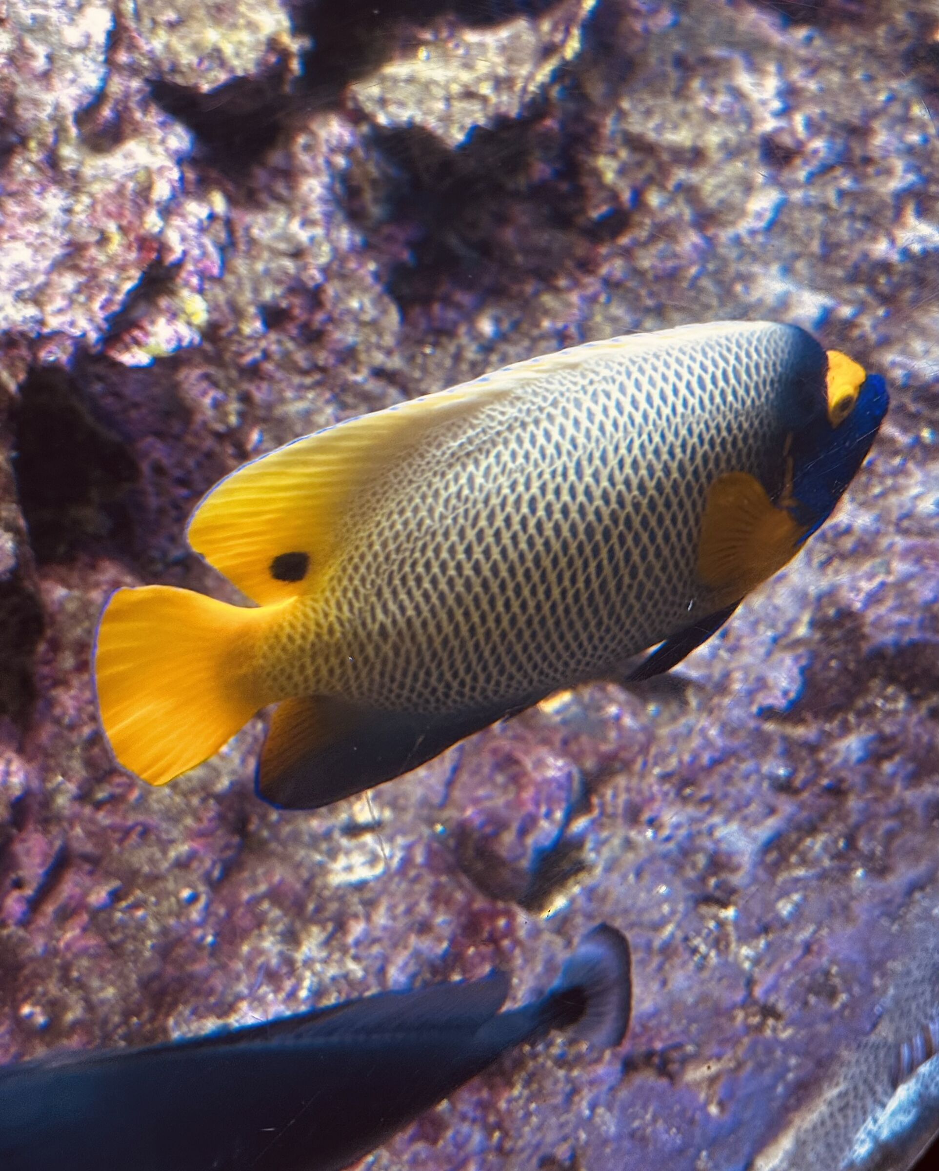 Genova Acquario