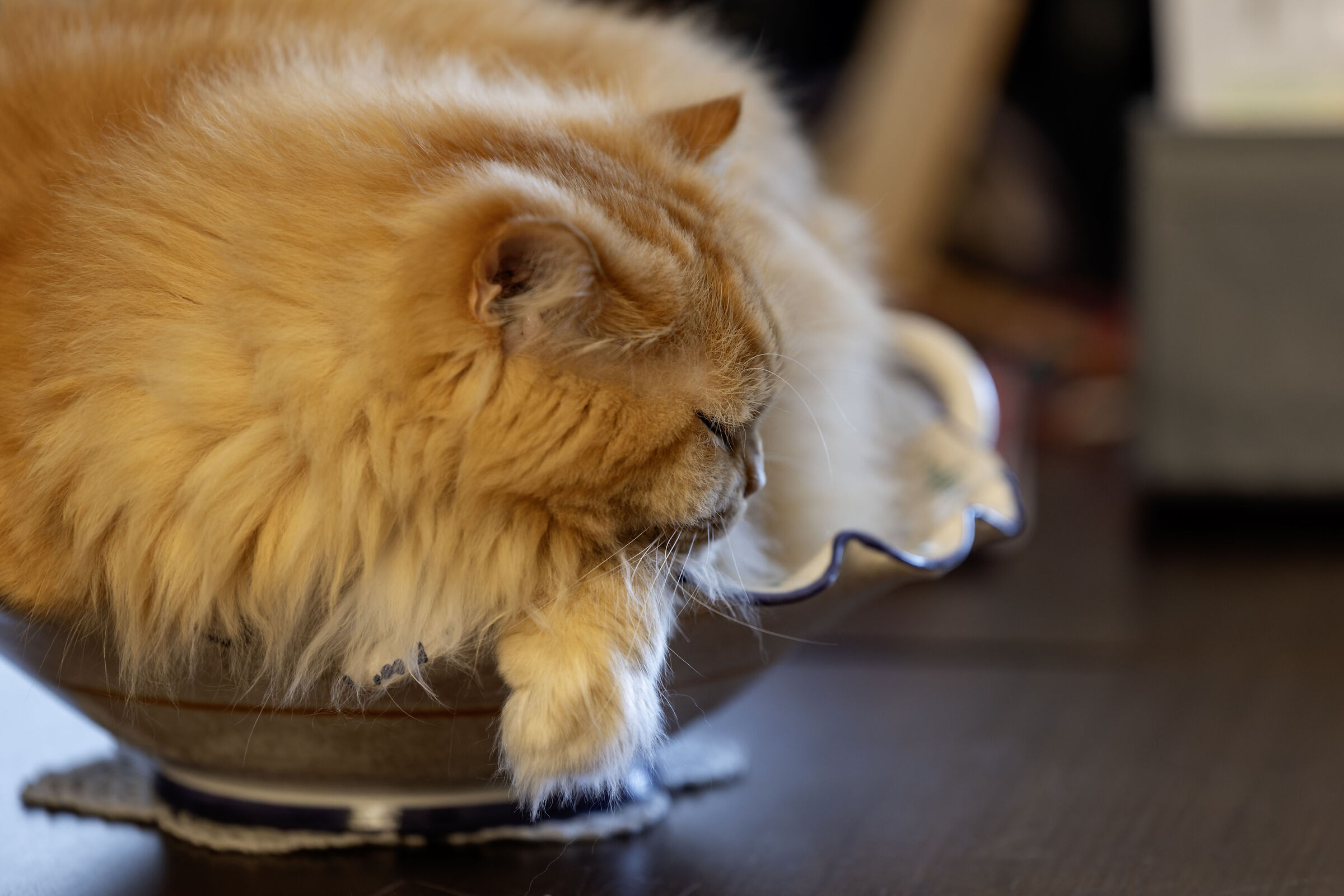 Il gatto nell'insalatiera