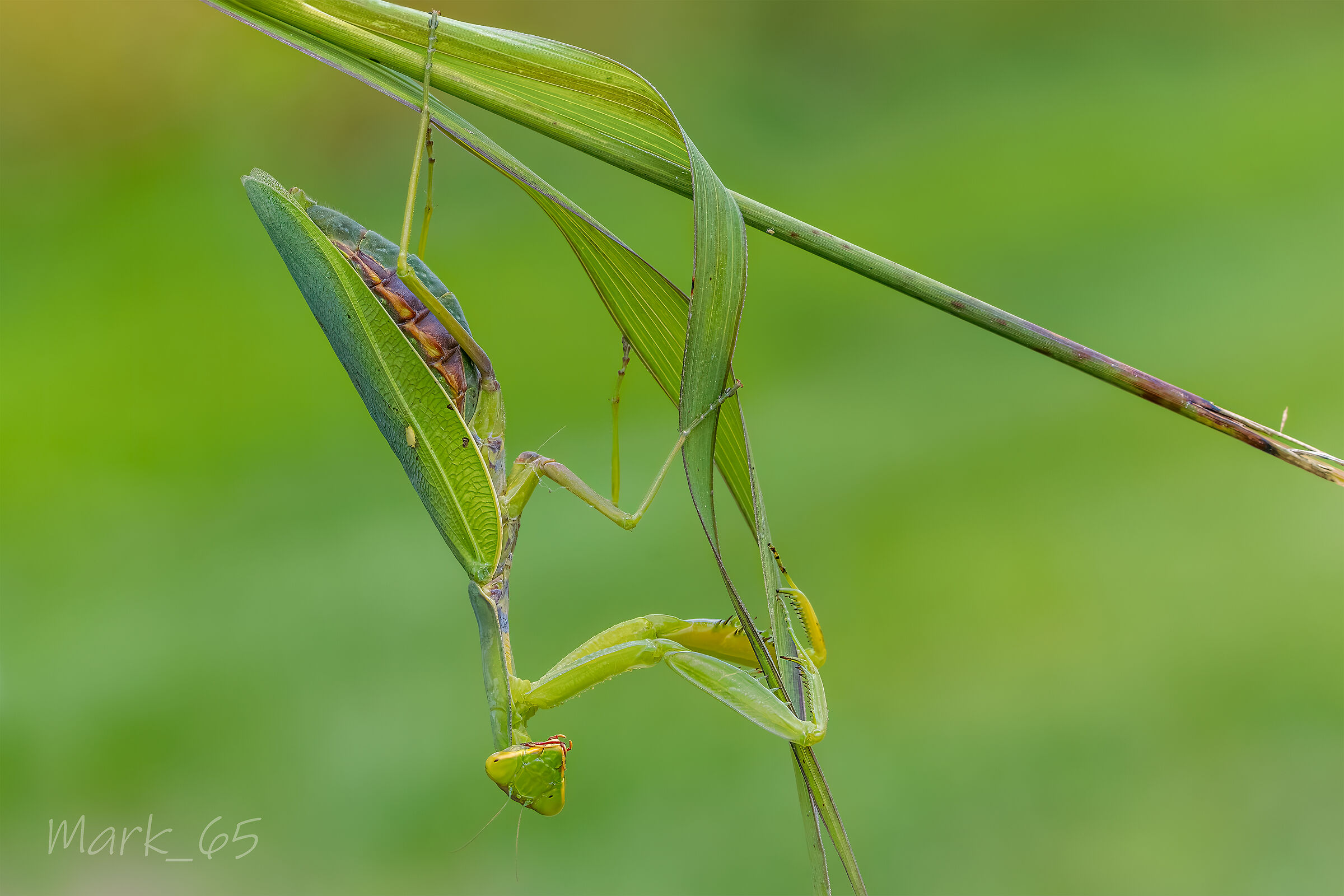 Hierodula tenuidentata
