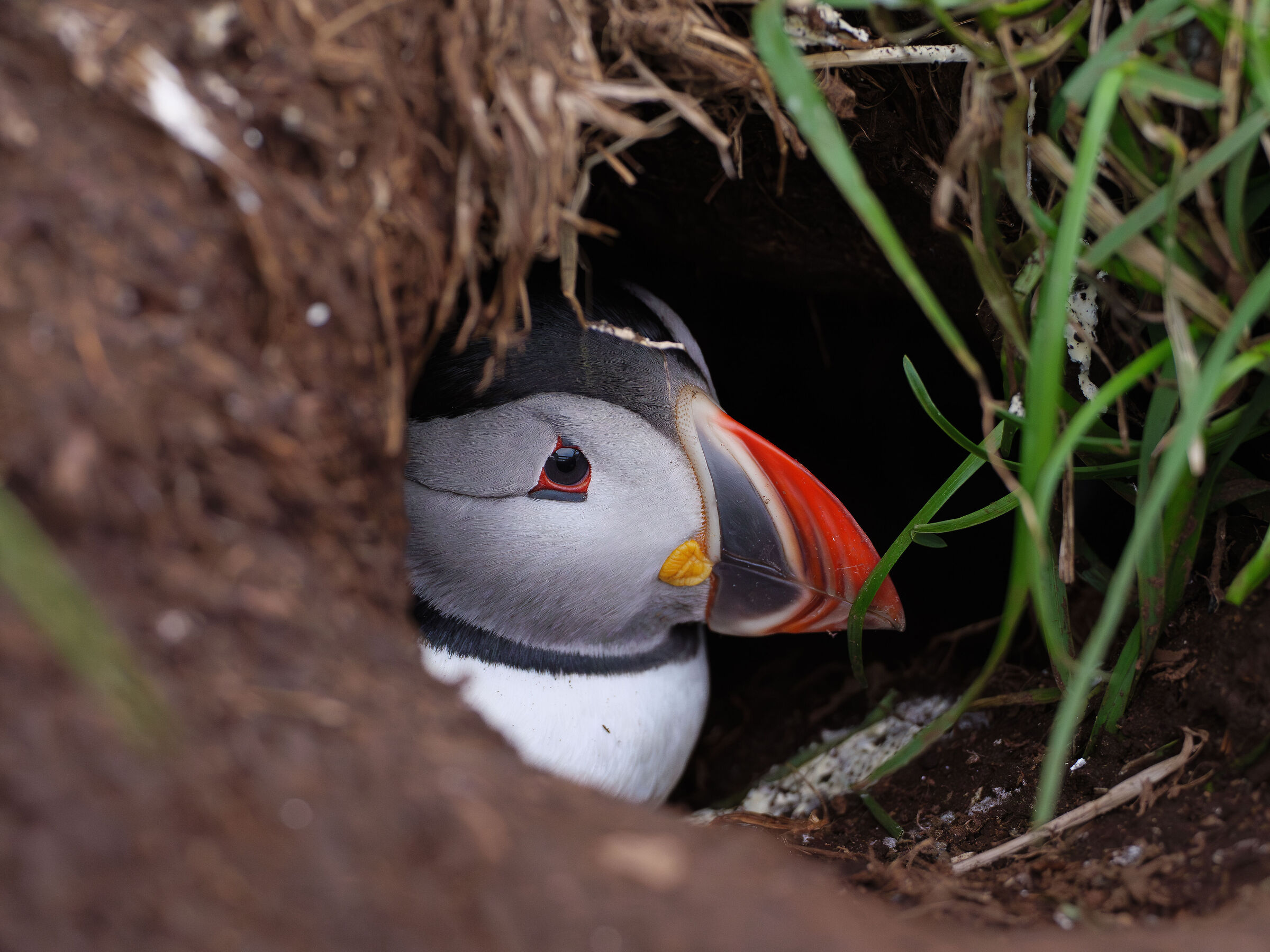 Damn seagulls, you won't have my baby.