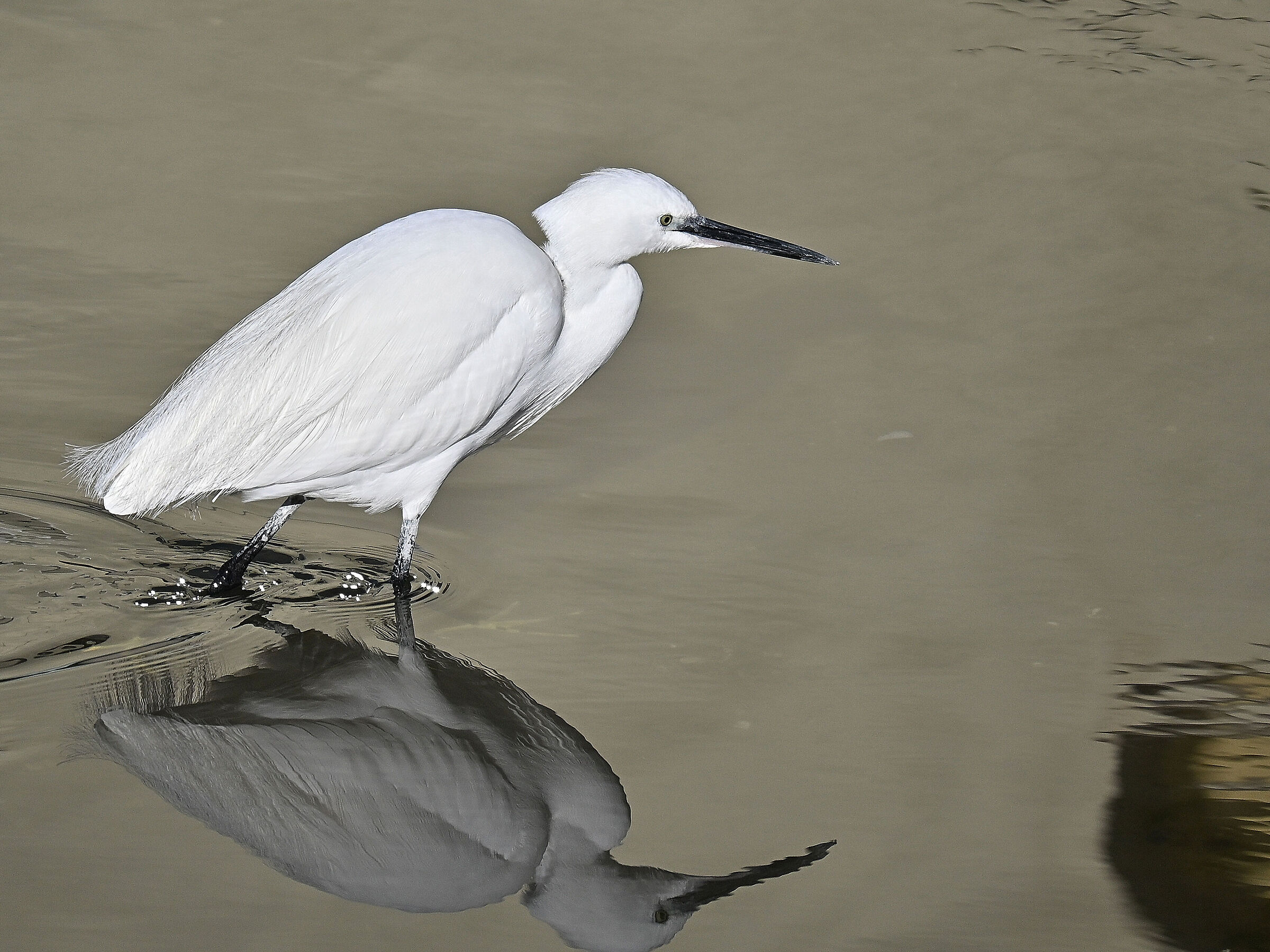 Egret