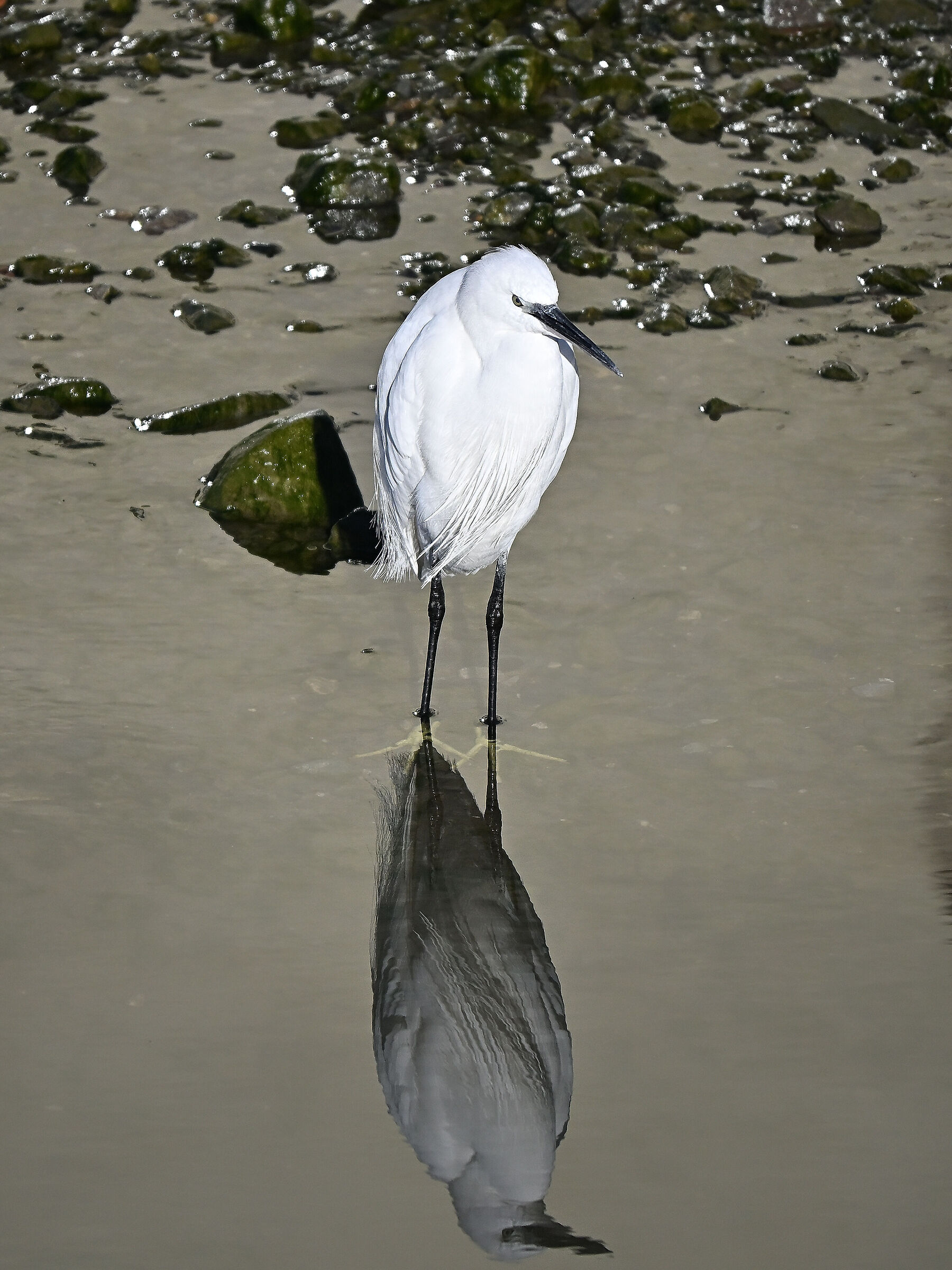 Egret