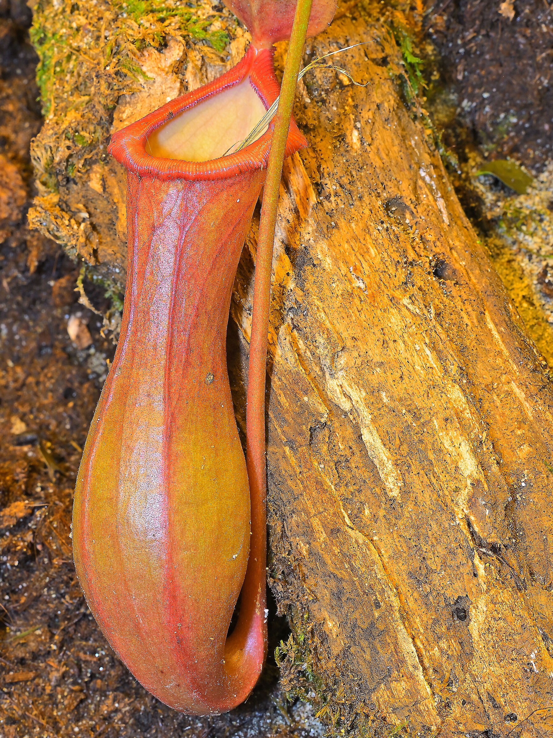 Nepenthes