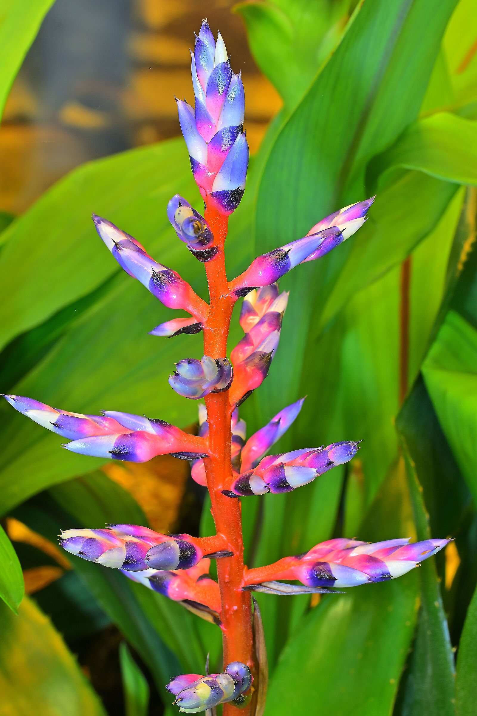 Aechmea Blue Tabgo