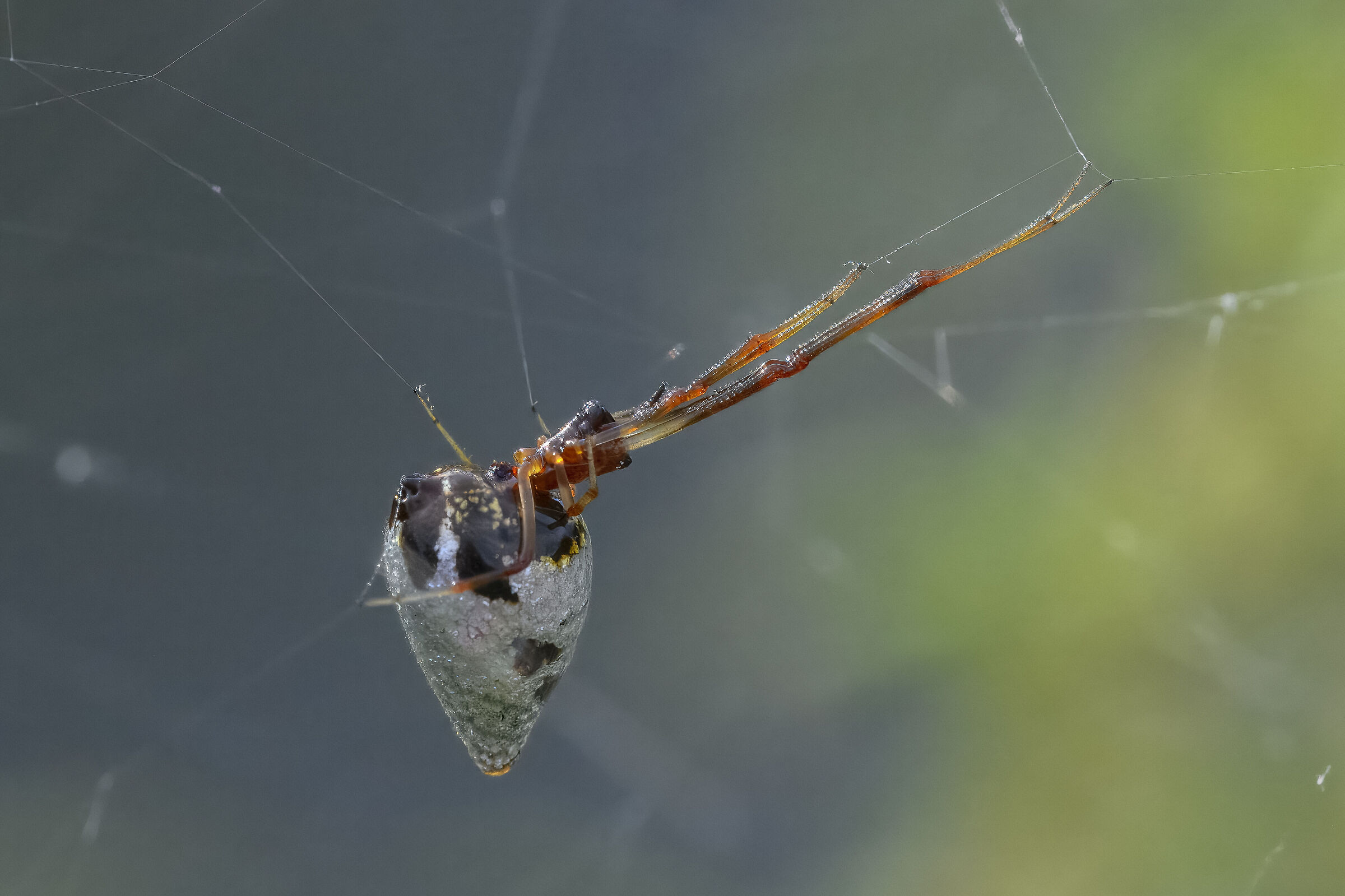 Argyrodes