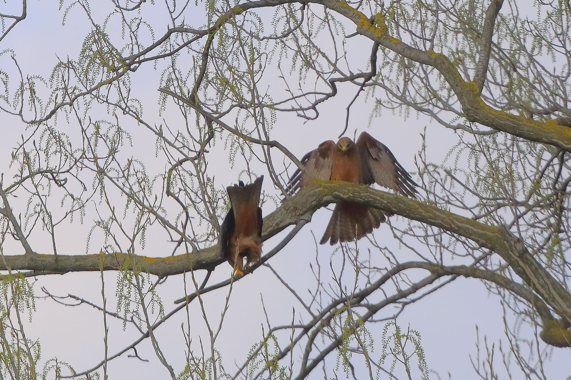 Nibbio bruno 29 marzo 2025 - 0340