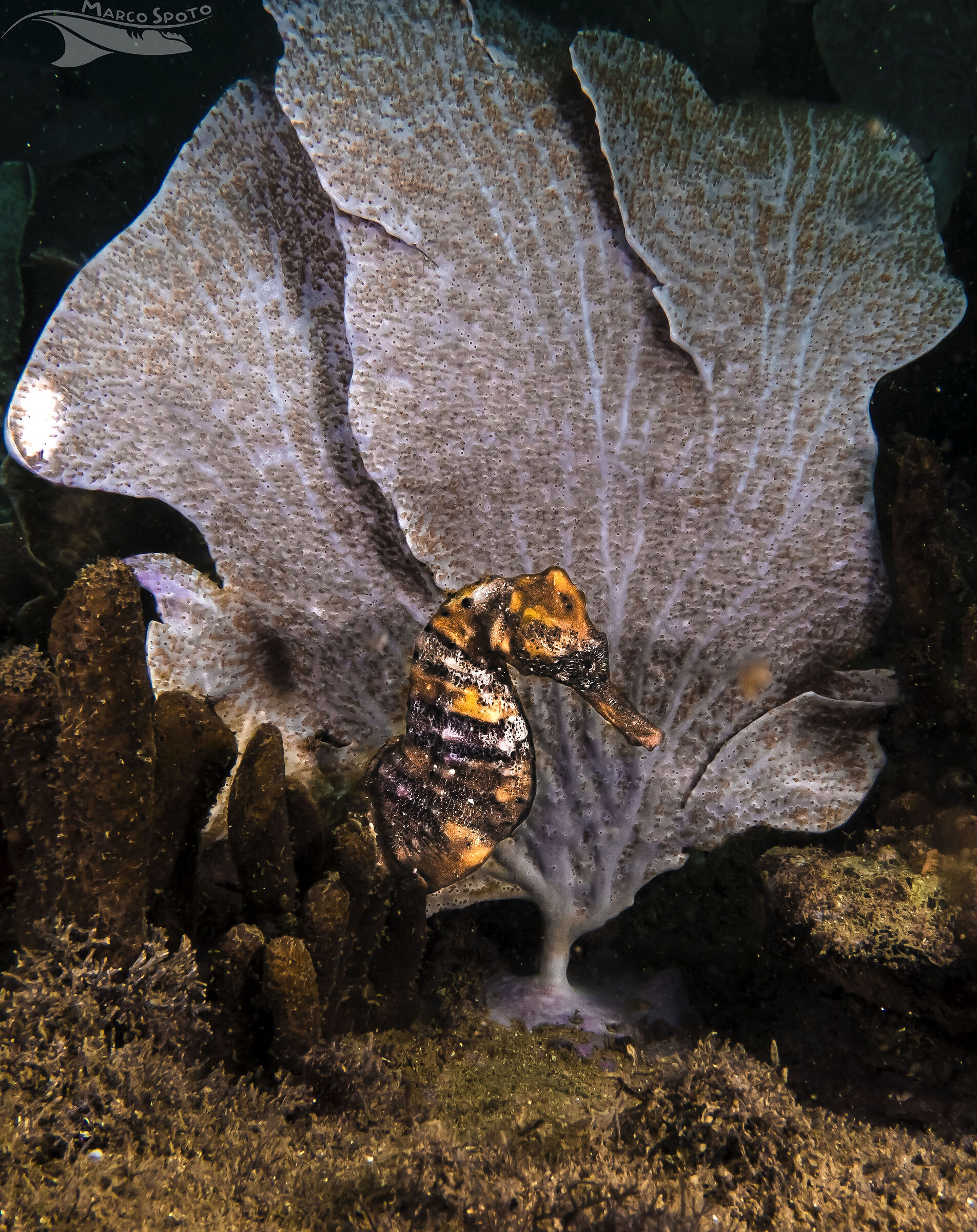 Hippocampus reidi