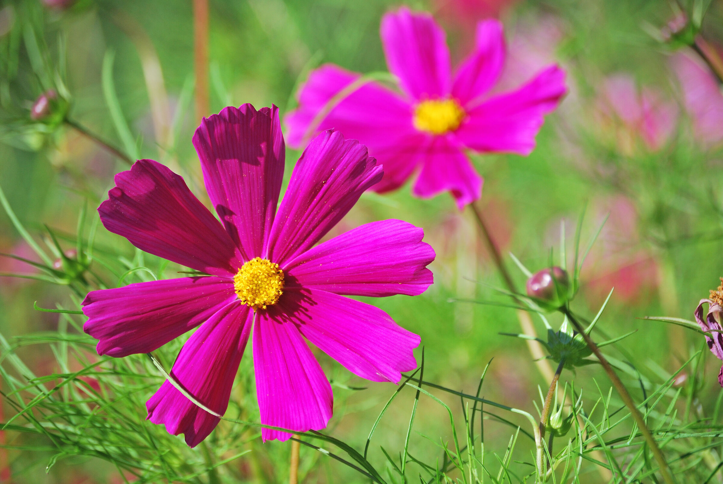 Cosmea fucsia