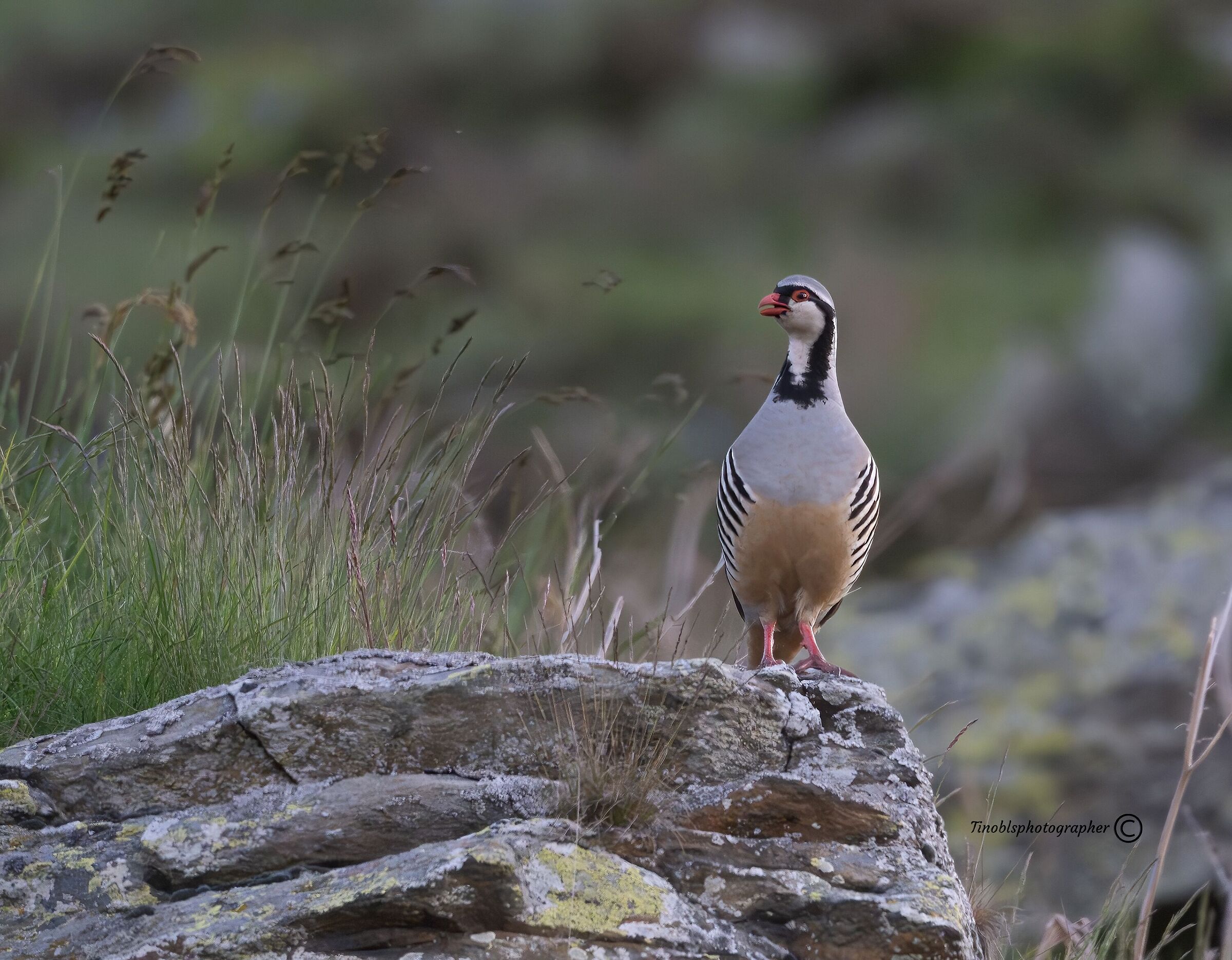 Coturnice (Alectoris graeca)