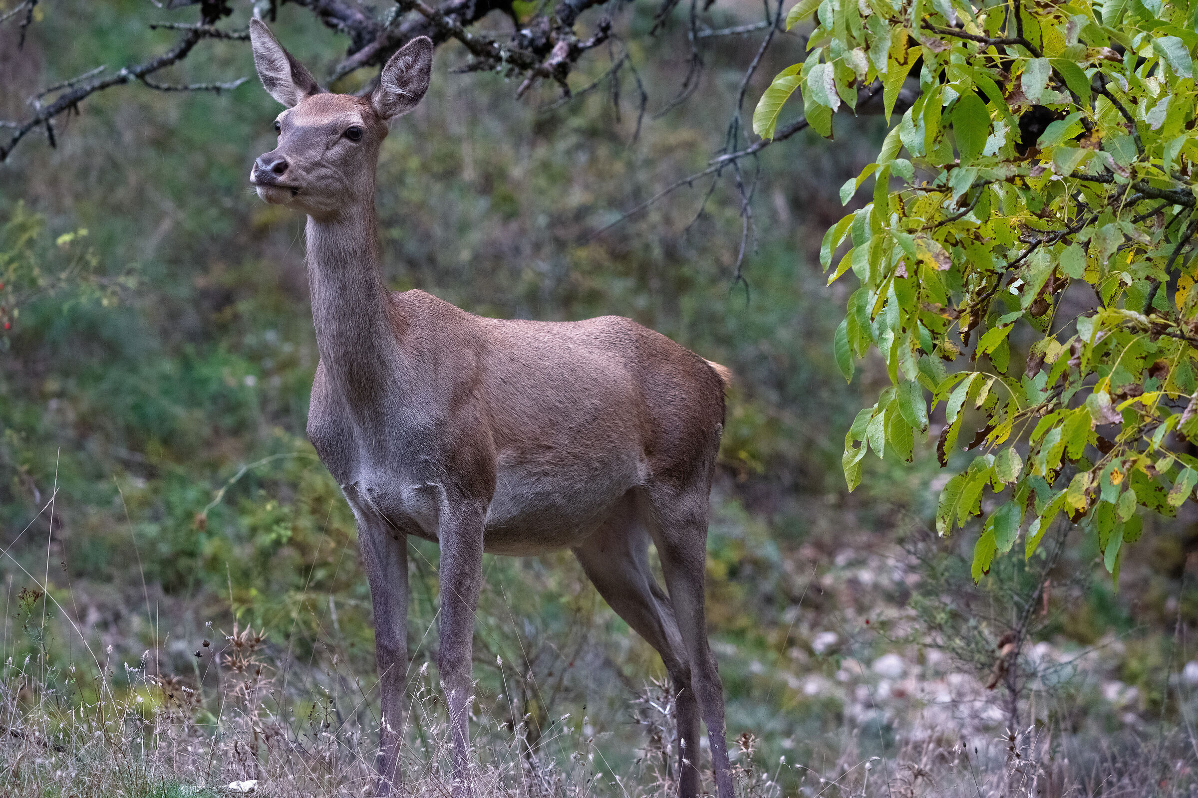 Ritratto di una cerva...