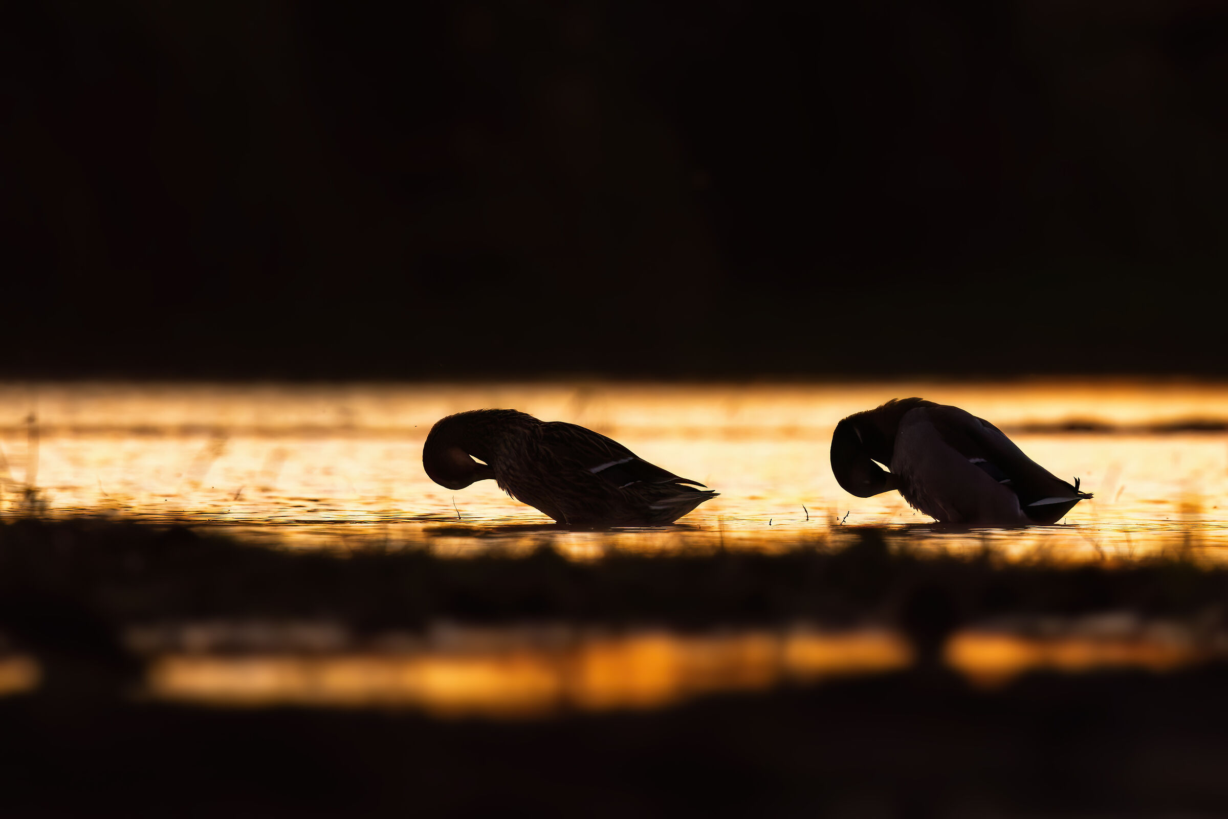 Final preparations for the night (Mallard)
