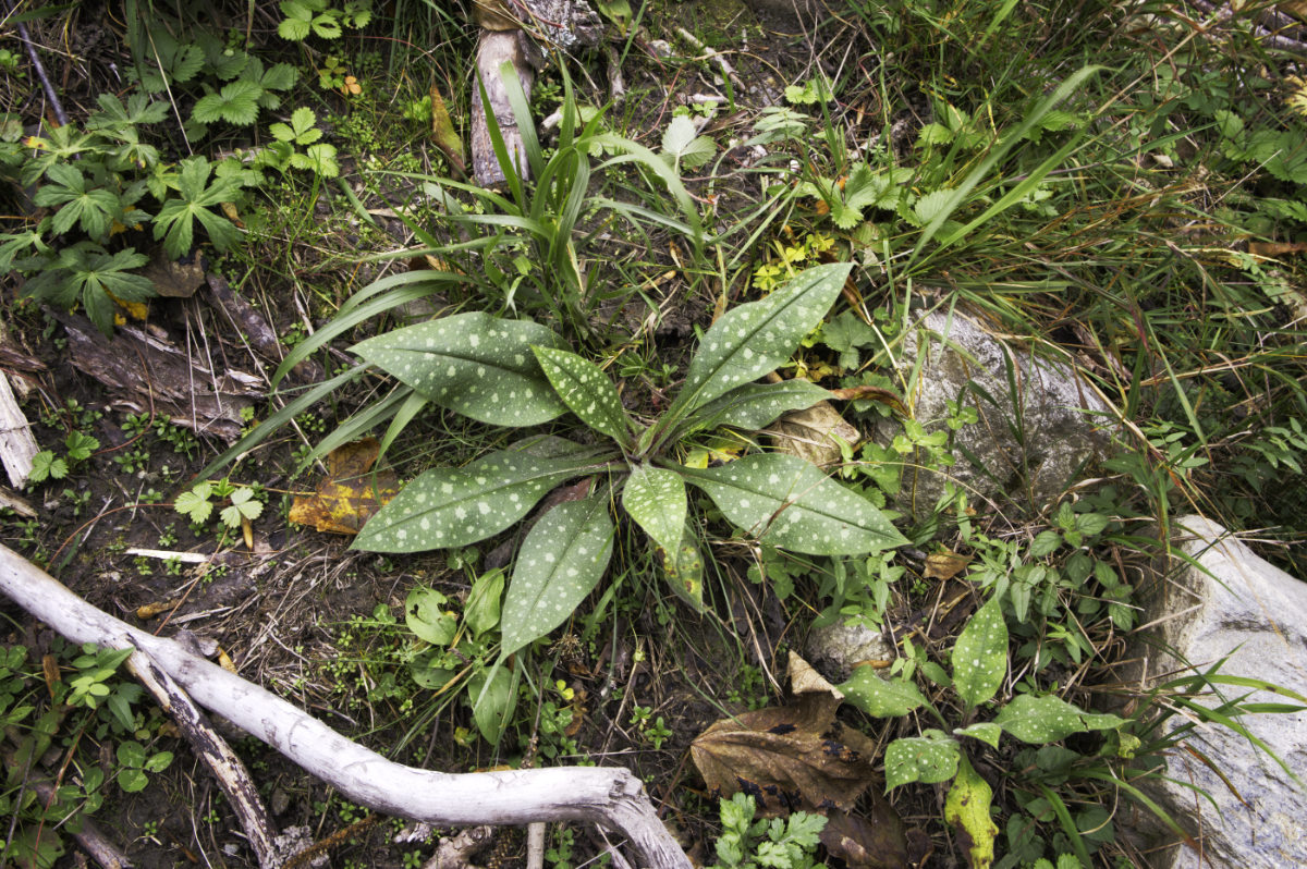 Pulmonaria officinalis