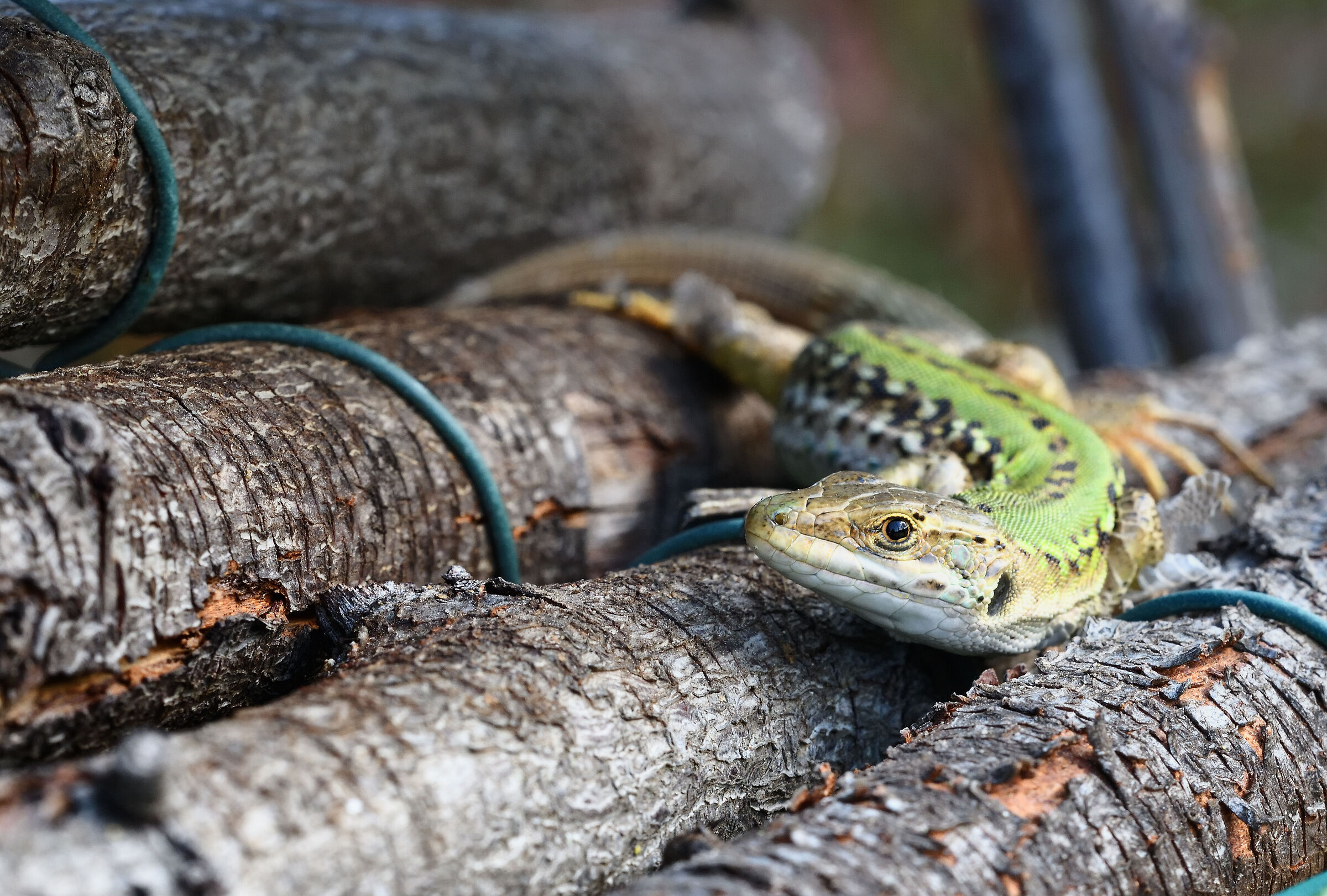 Lizard