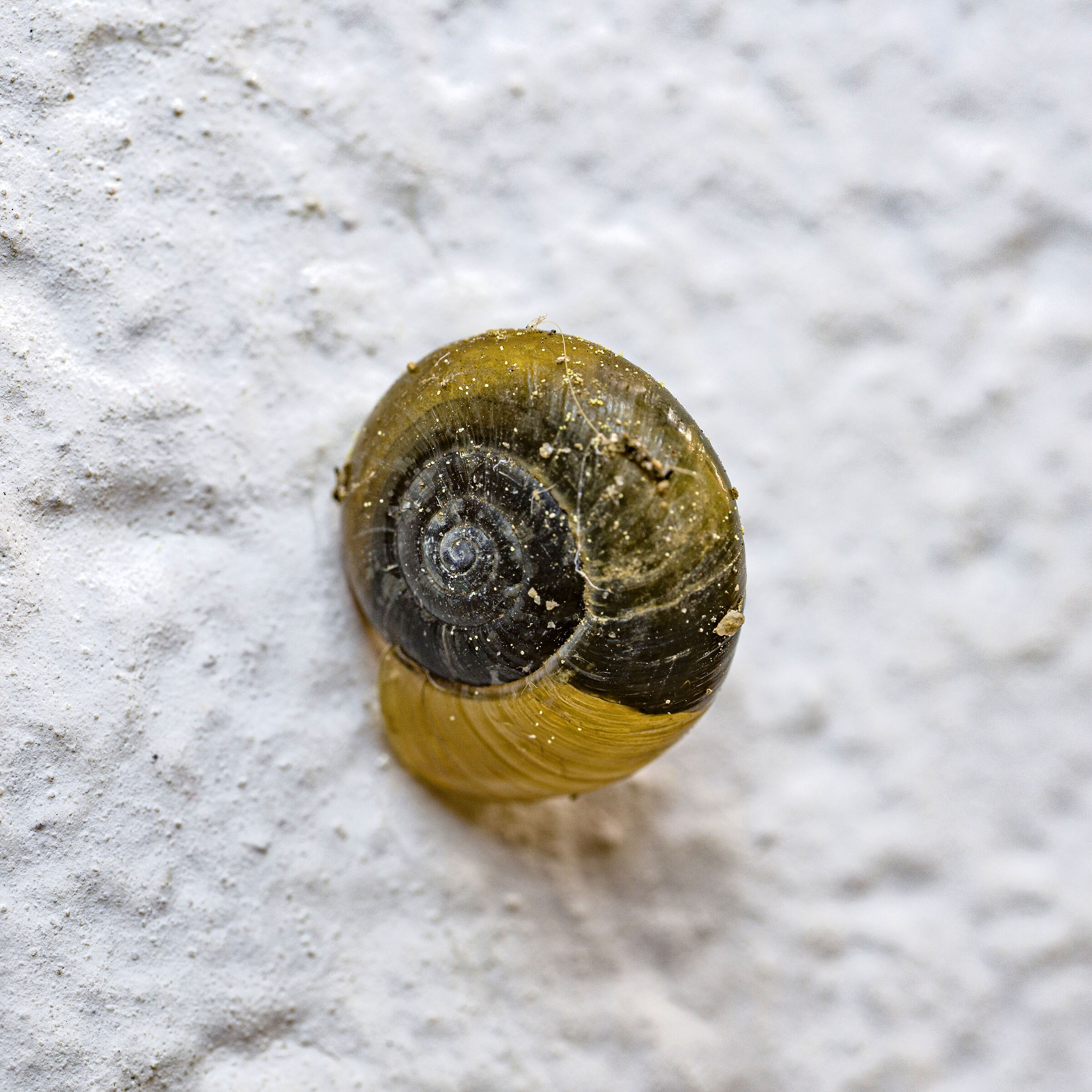 Zonitoides nitidus