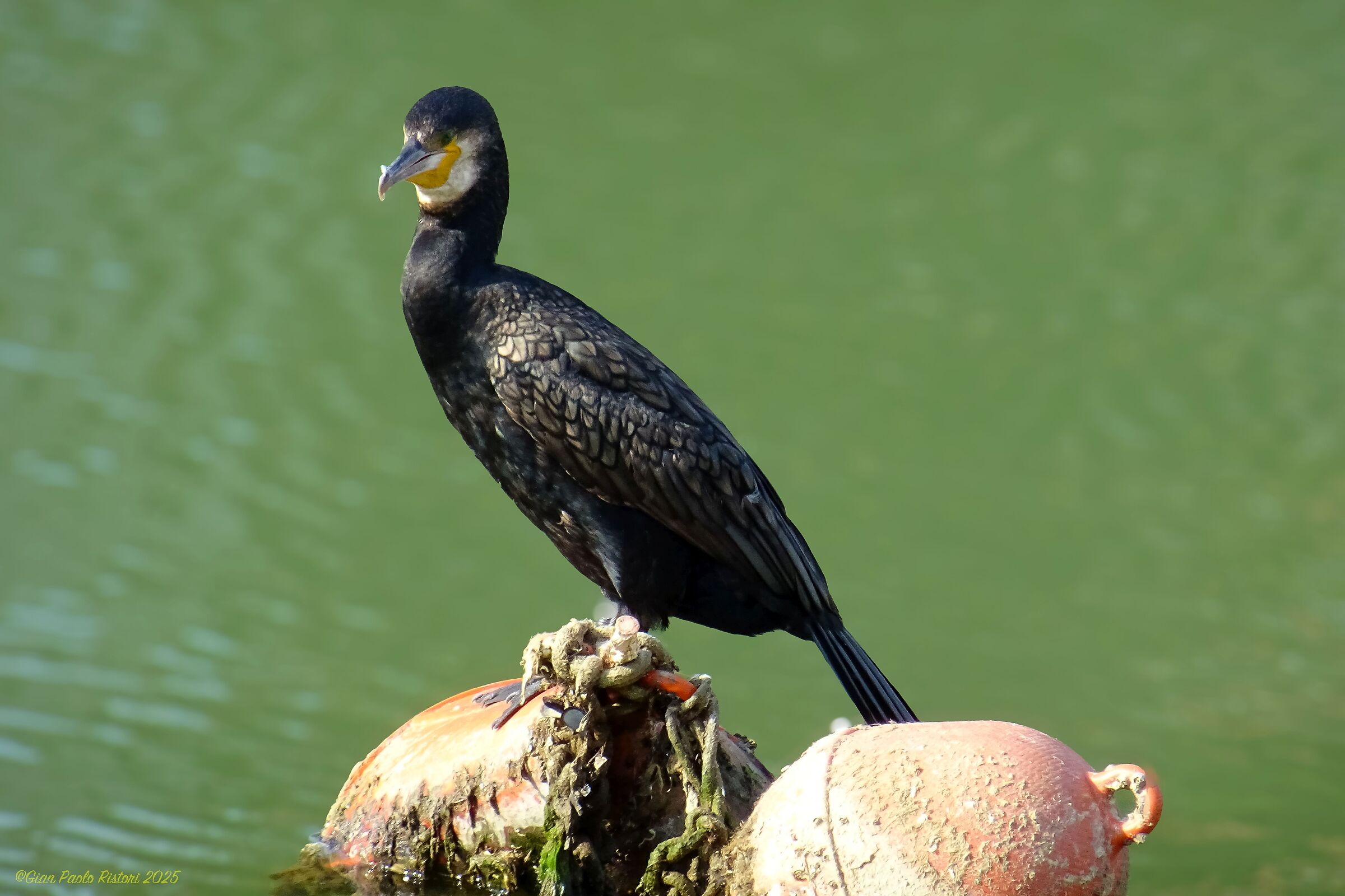 Cormorant