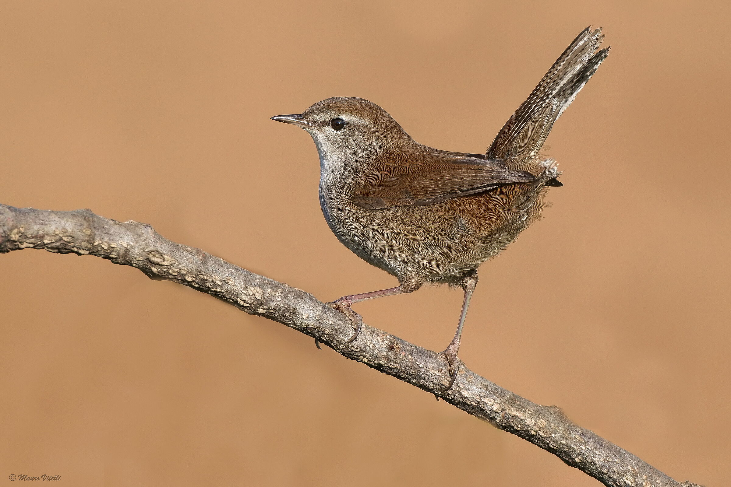 River nightingale (Cettia cetti)