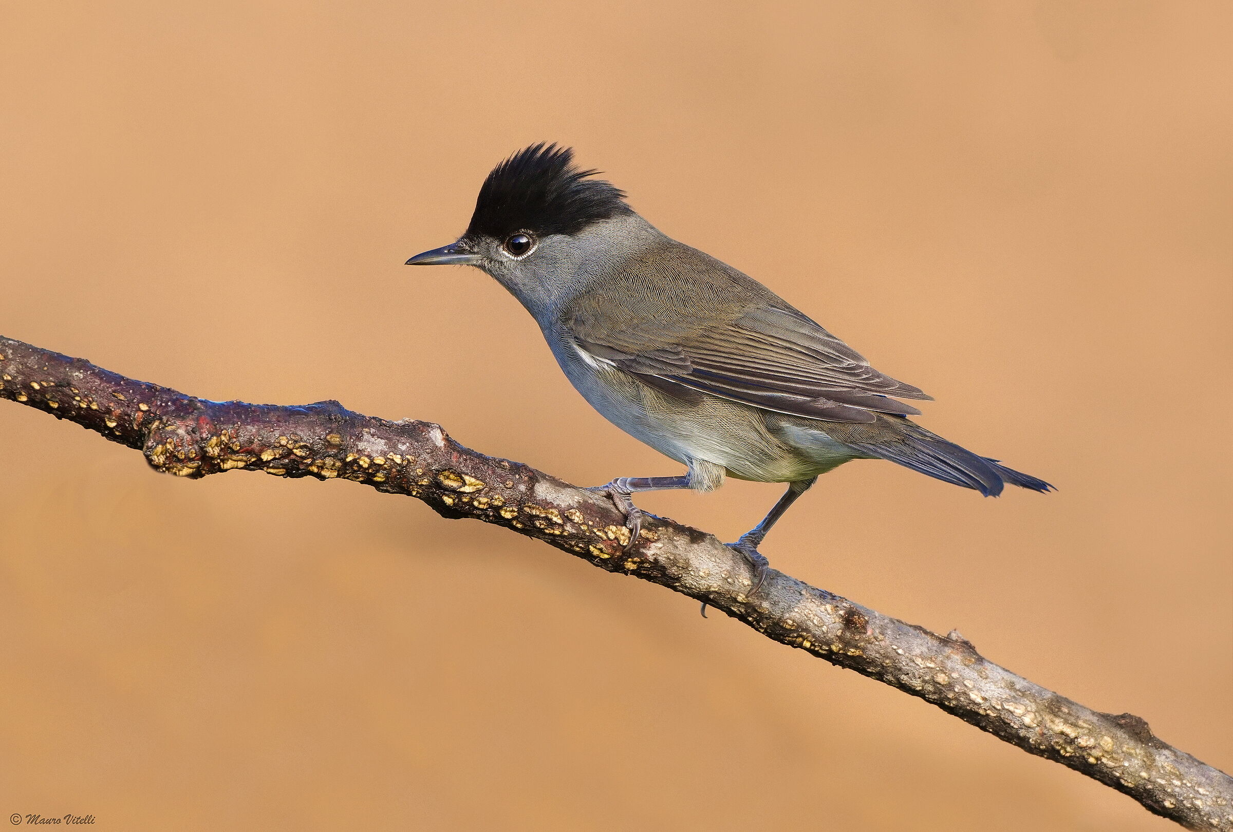 Blackcap (Sylvia atricapilla)