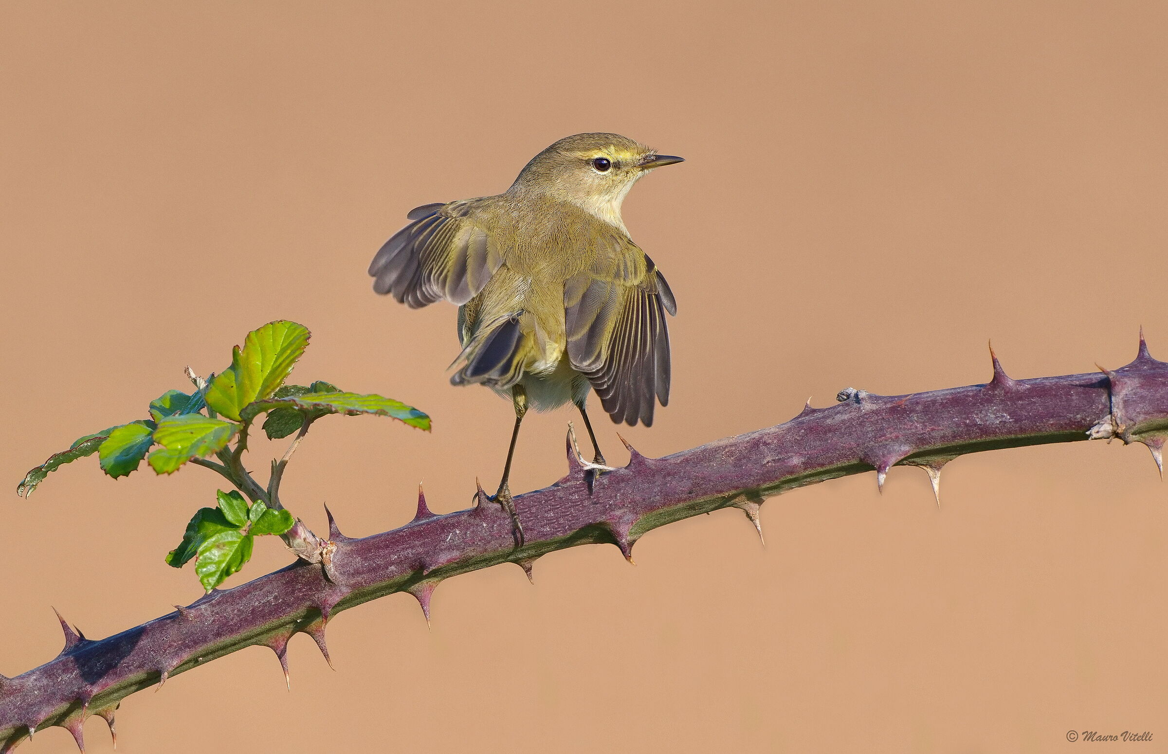 Little warbler (Phylloscopus collybita)