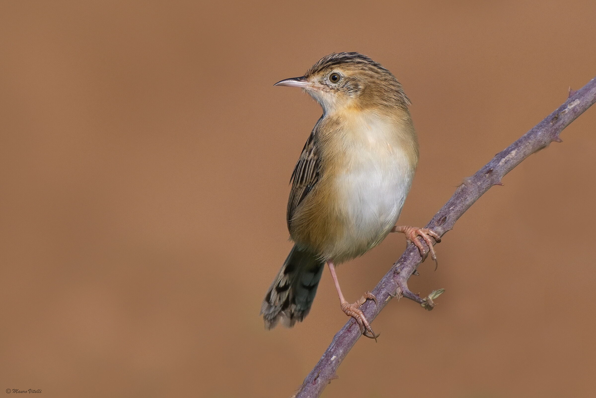 Snipe (Cisticola juncidis)