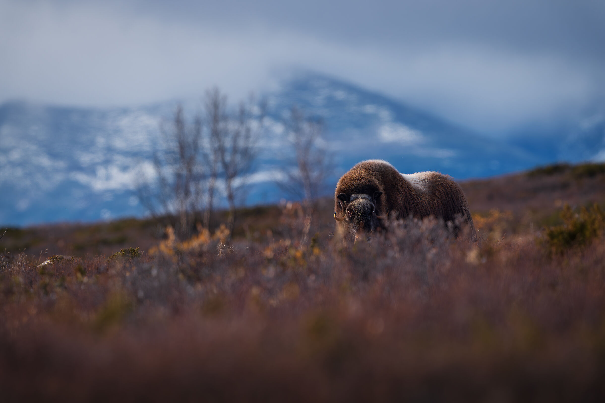 Musk ox in autumn colors