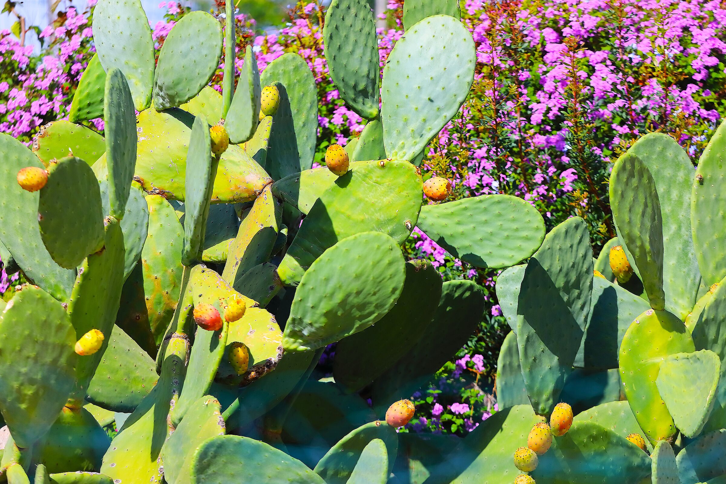 Fico d' india 02 ottobre 2025 - 0031