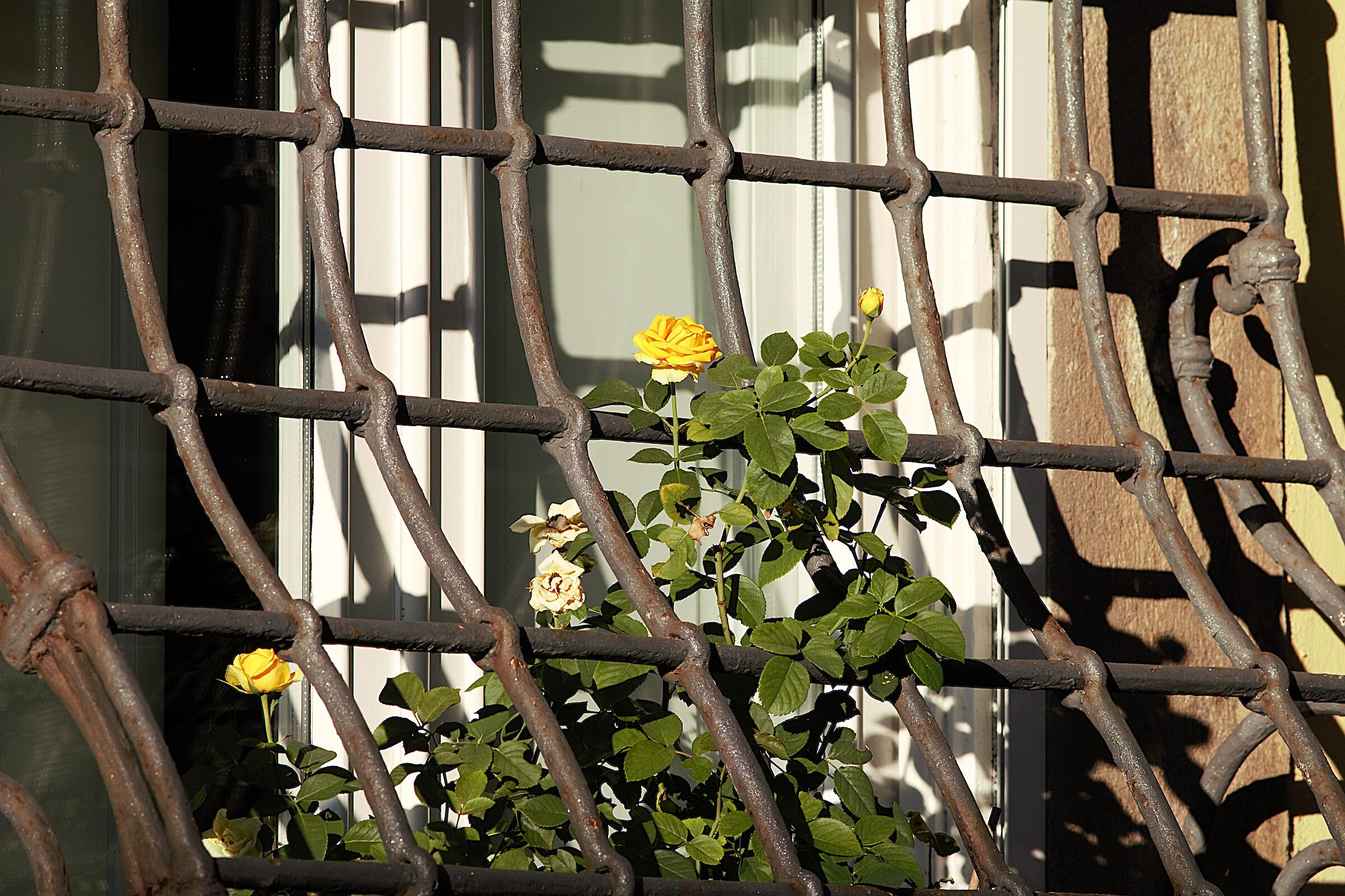Last Rose