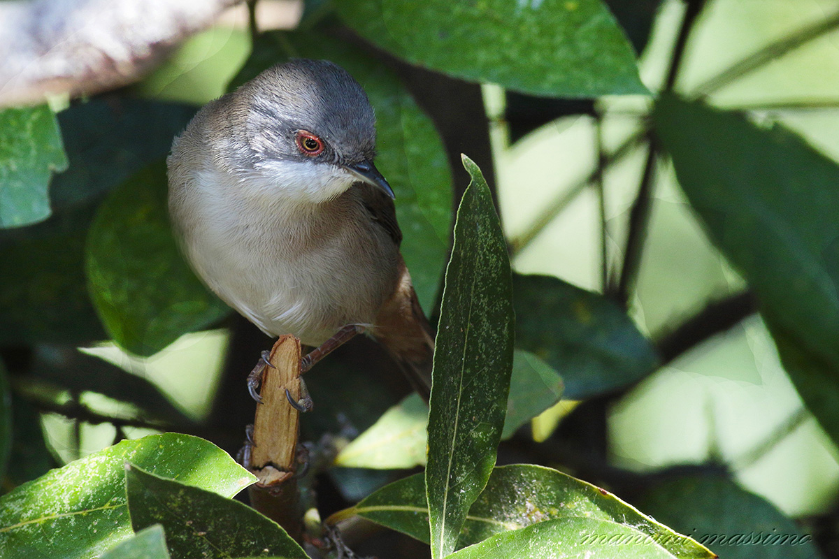 Scalloped Female