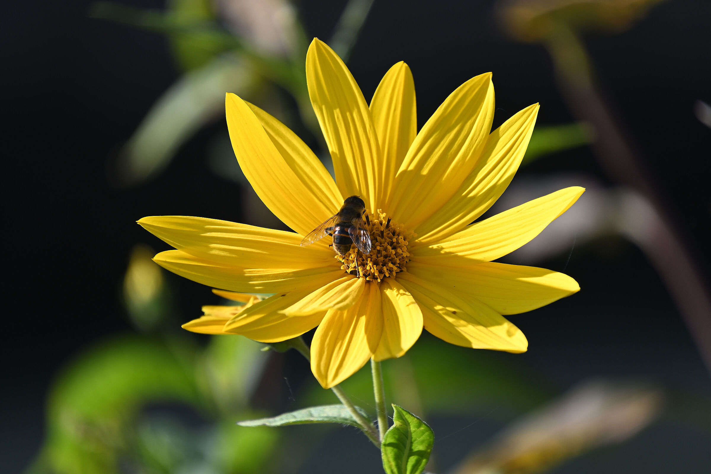 Colaziomne sul Fiume