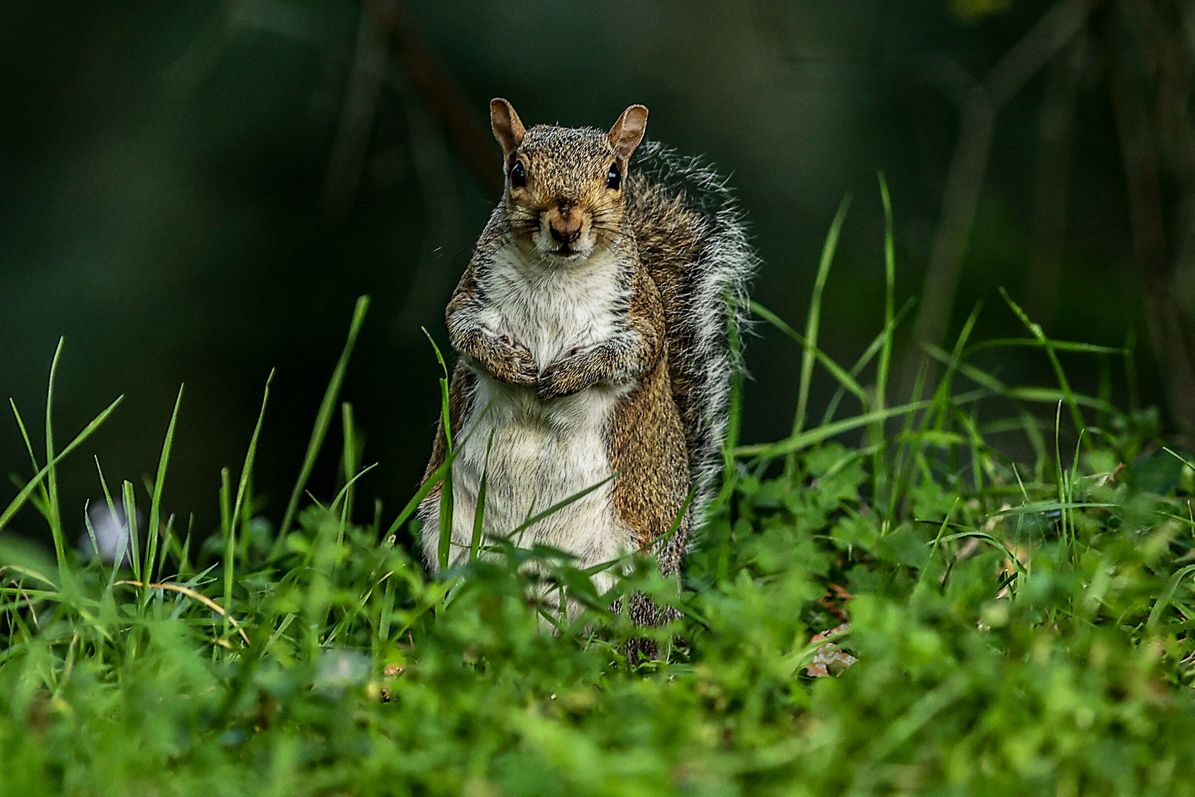 Squirrel #1