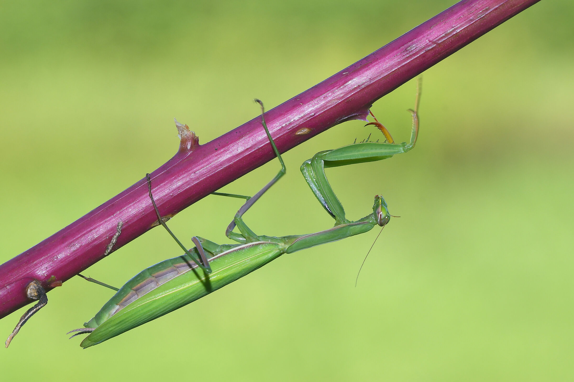 Praying Mantis (Mantis religiosa)