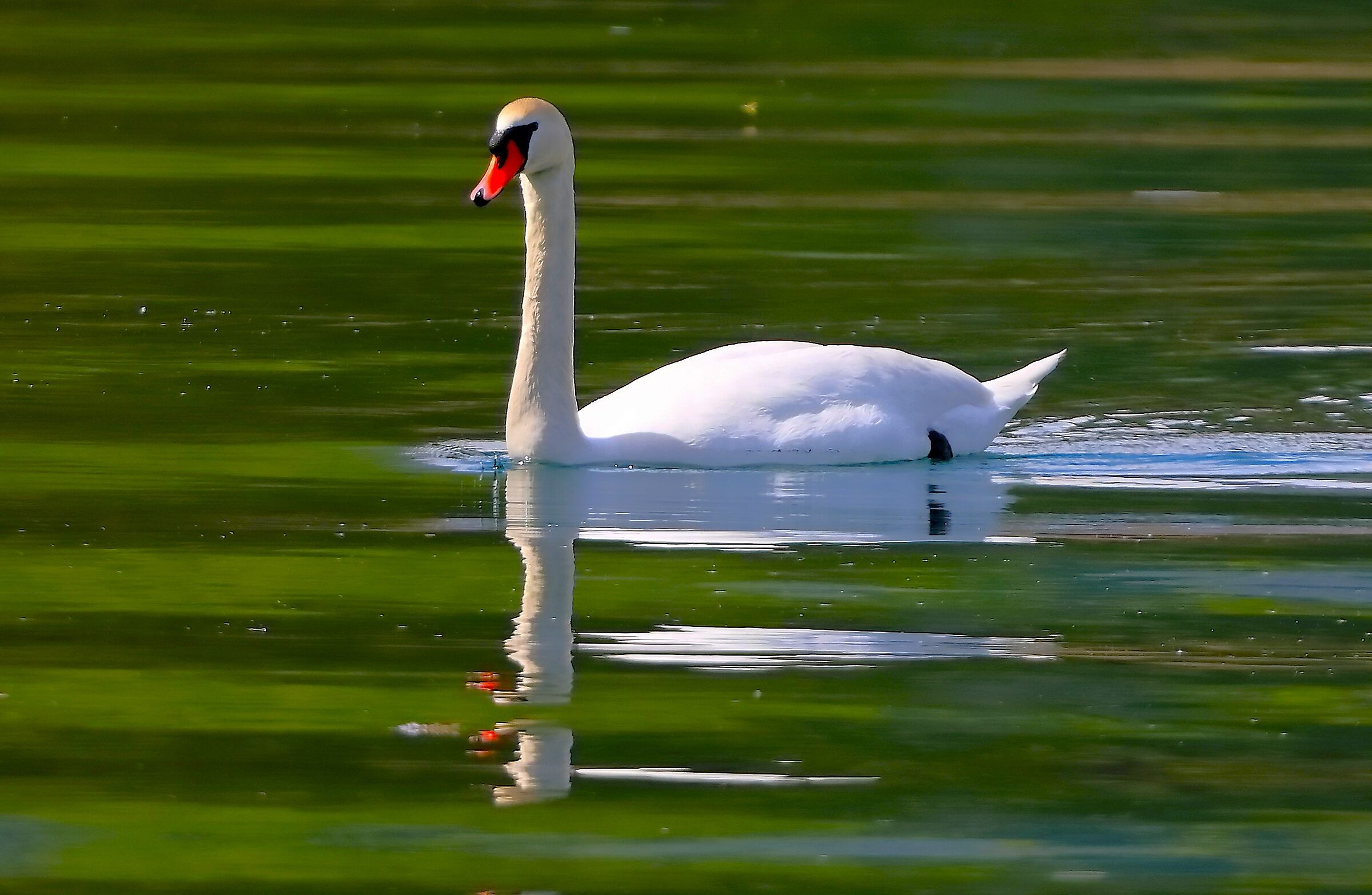 Cigno R 22 aprile 2025 - 0116