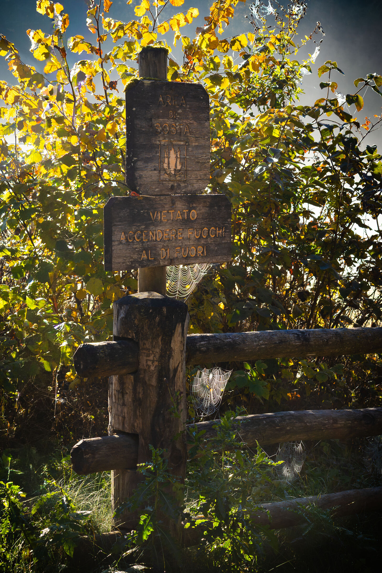 Ragnatele nella foschia