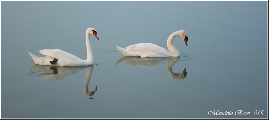 Cigni 01