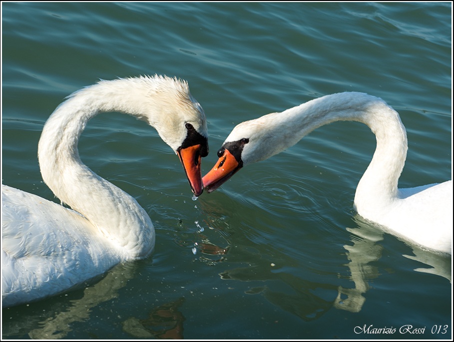 Cigni 03