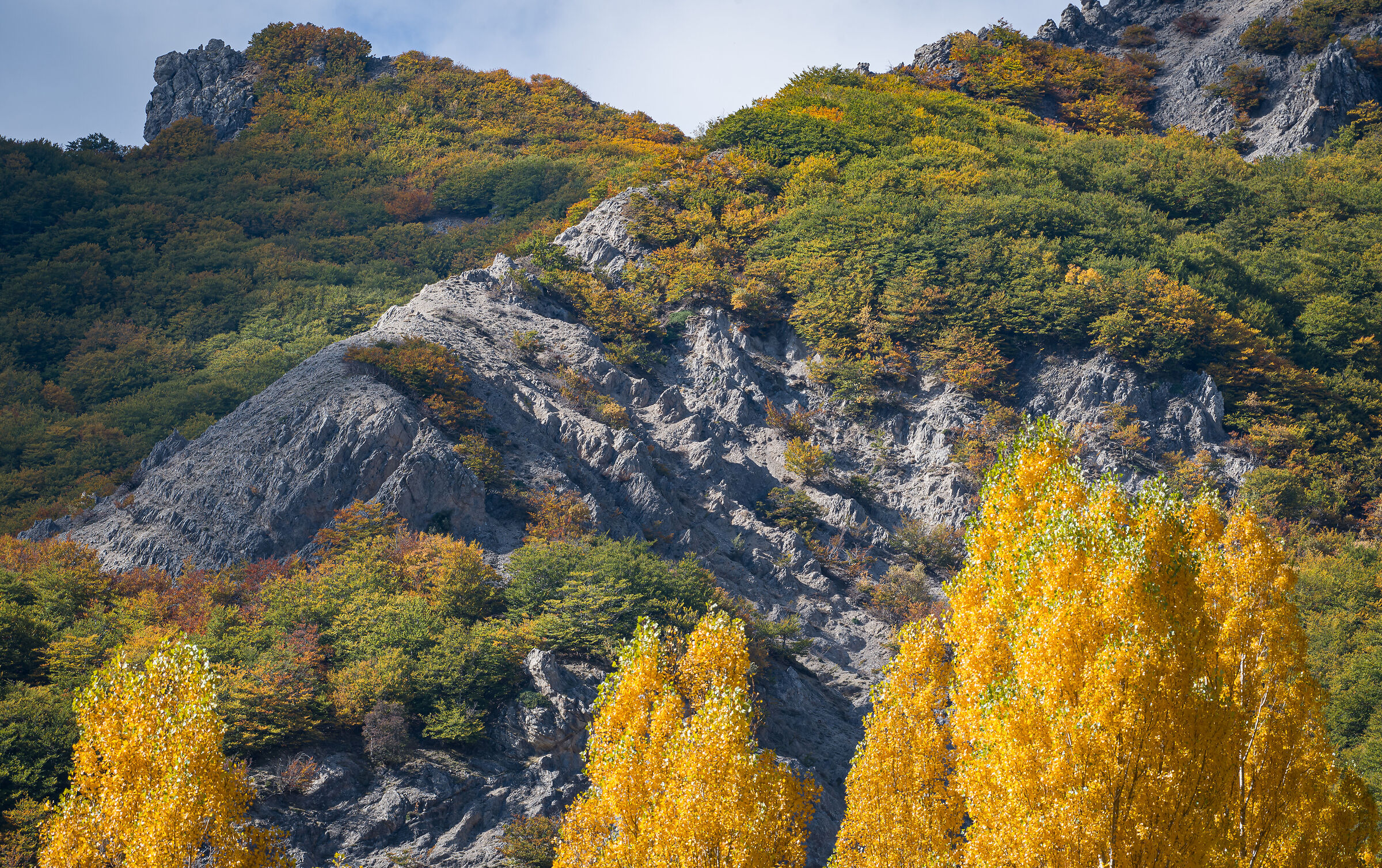 Three poplars and a beech forest