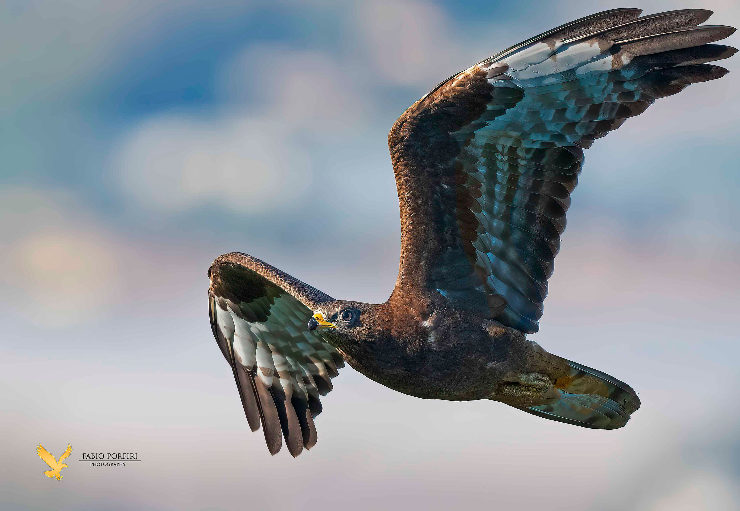 Dall'alto  falco pecchiaiolo